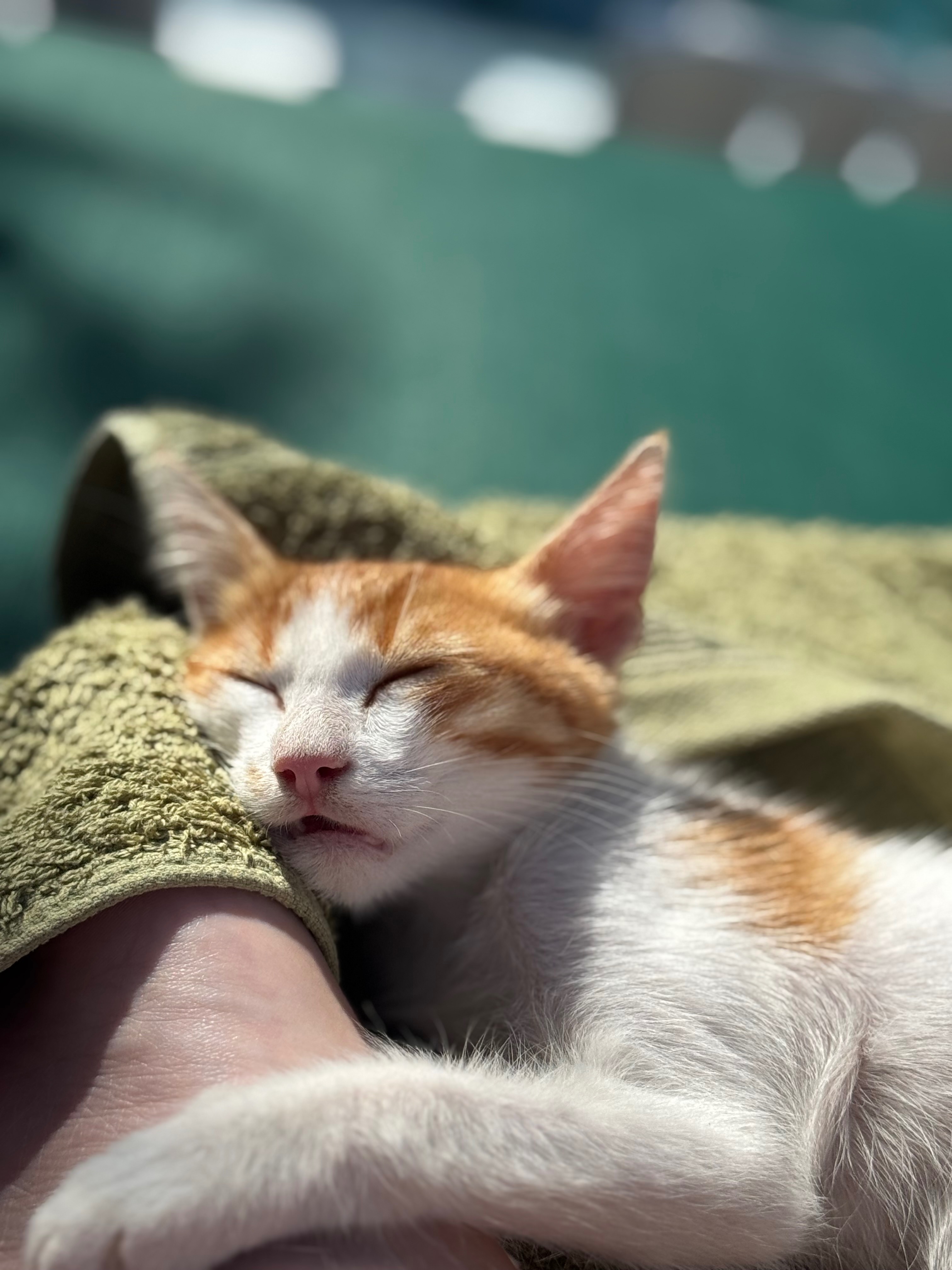 Help bring Billy the Greek kitten home to England campaign photo, 2 of 8