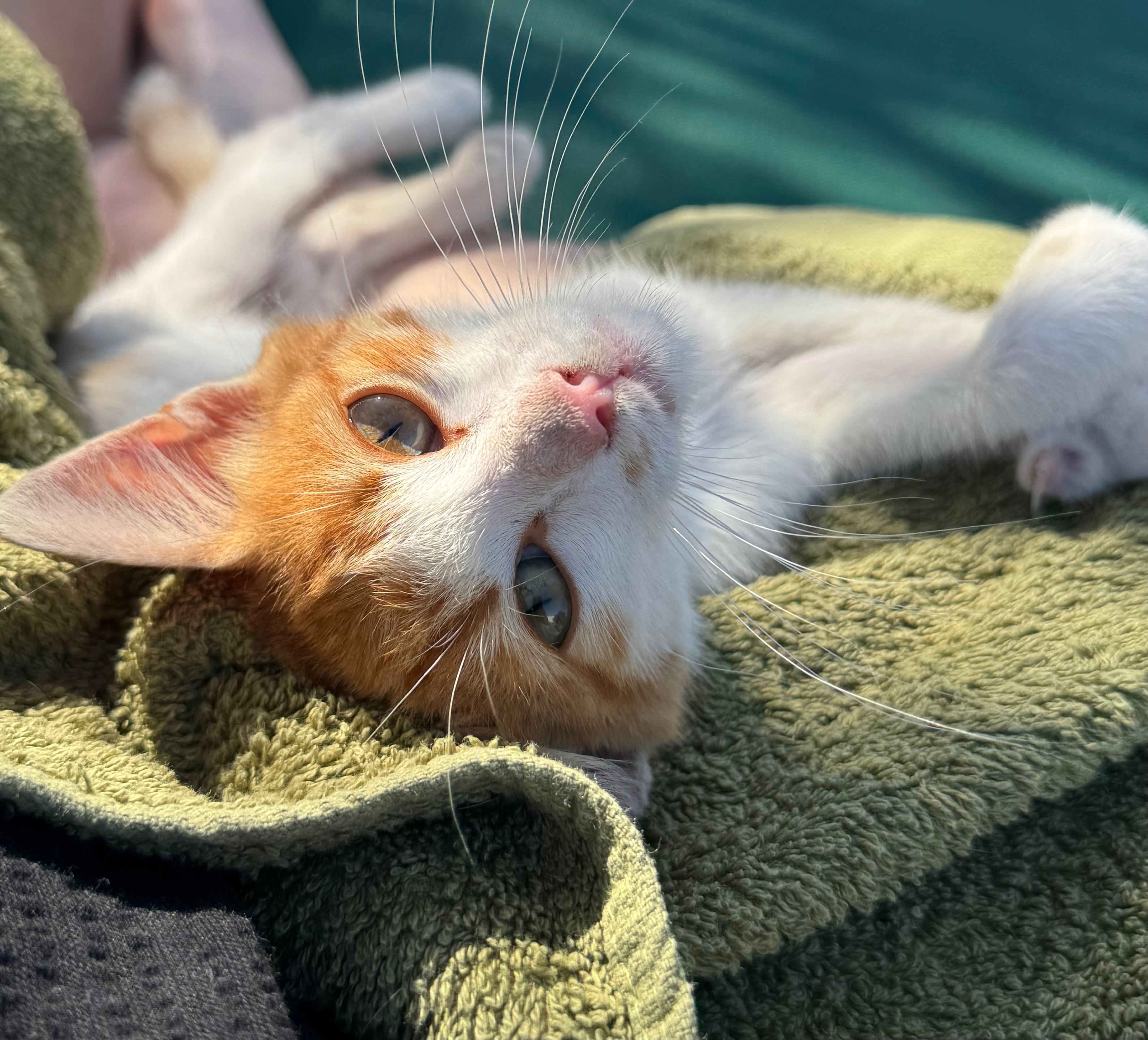 Help bring Billy the Greek kitten home to England campaign photo, 4 of 8