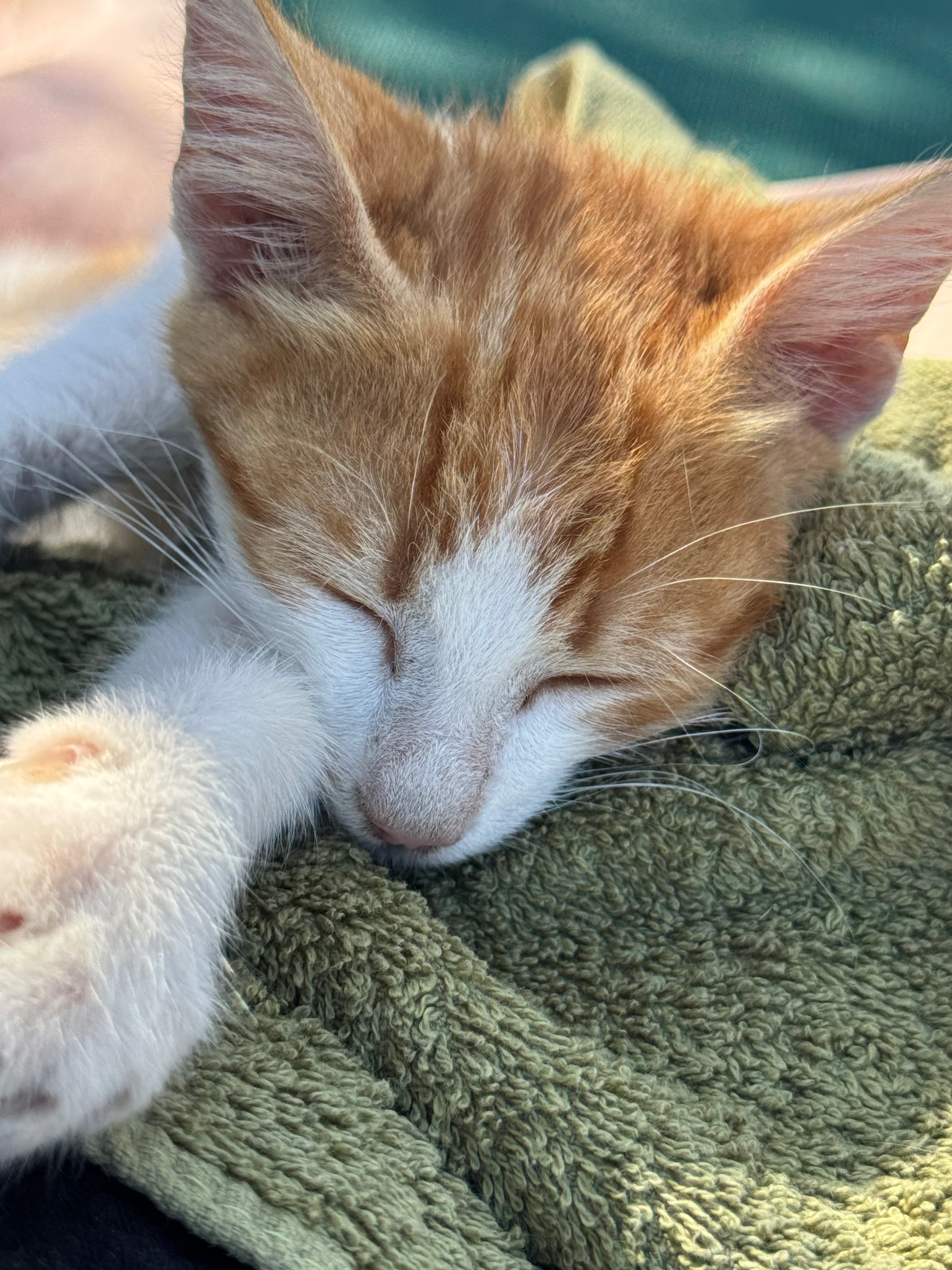 Help bring Billy the Greek kitten home to England campaign photo, 6 of 8