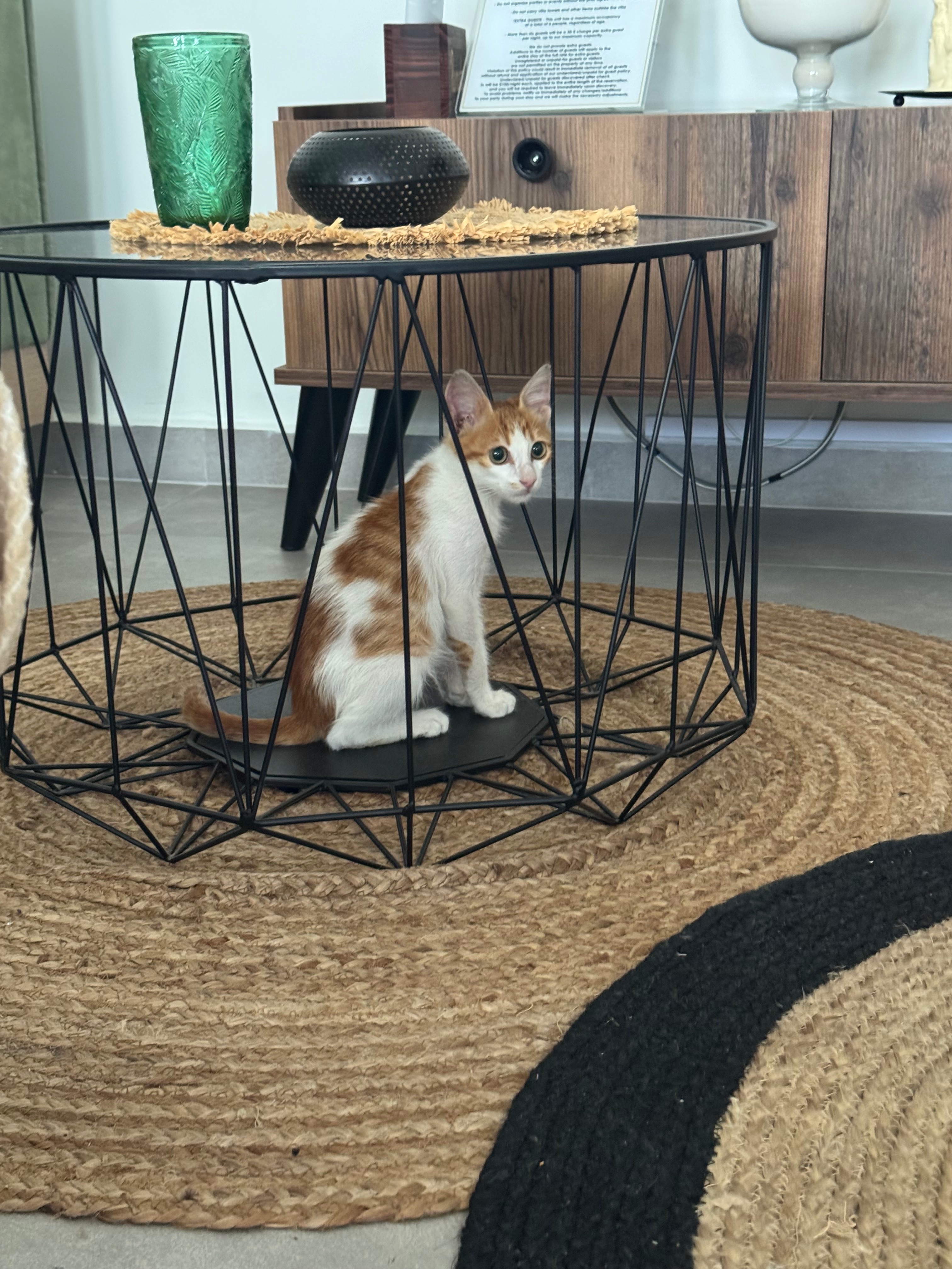 Help bring Billy the Greek kitten home to England campaign photo, 5 of 8