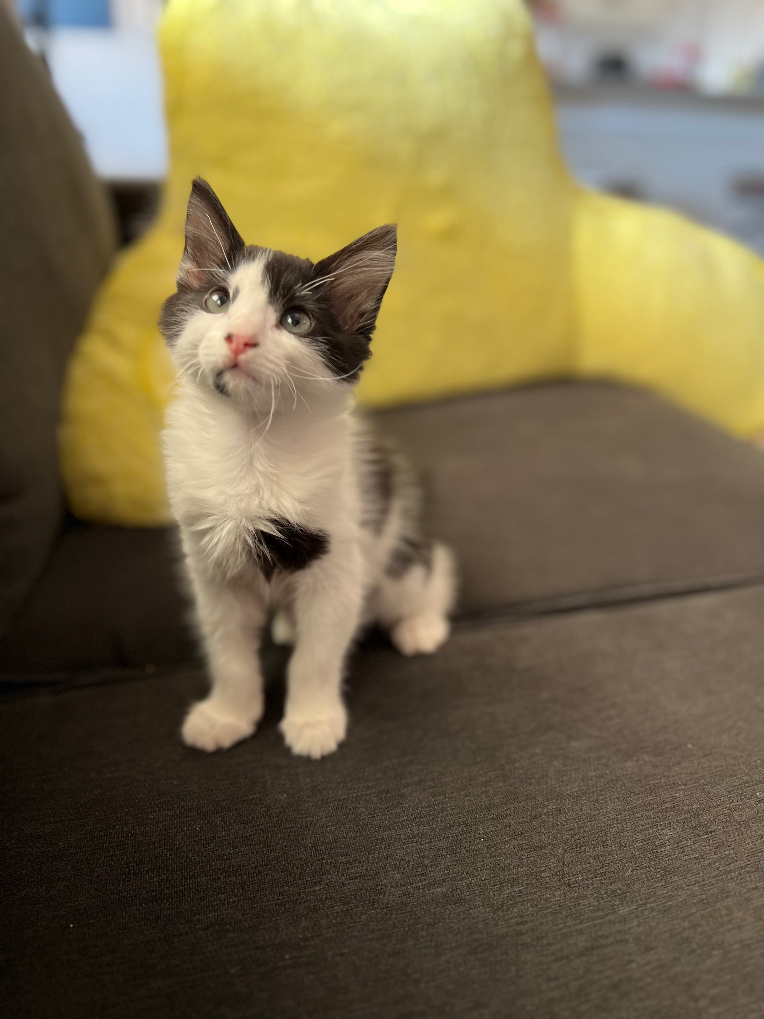 Help Pancake Recover from Emergency Surgery campaign photo, 7 of 8