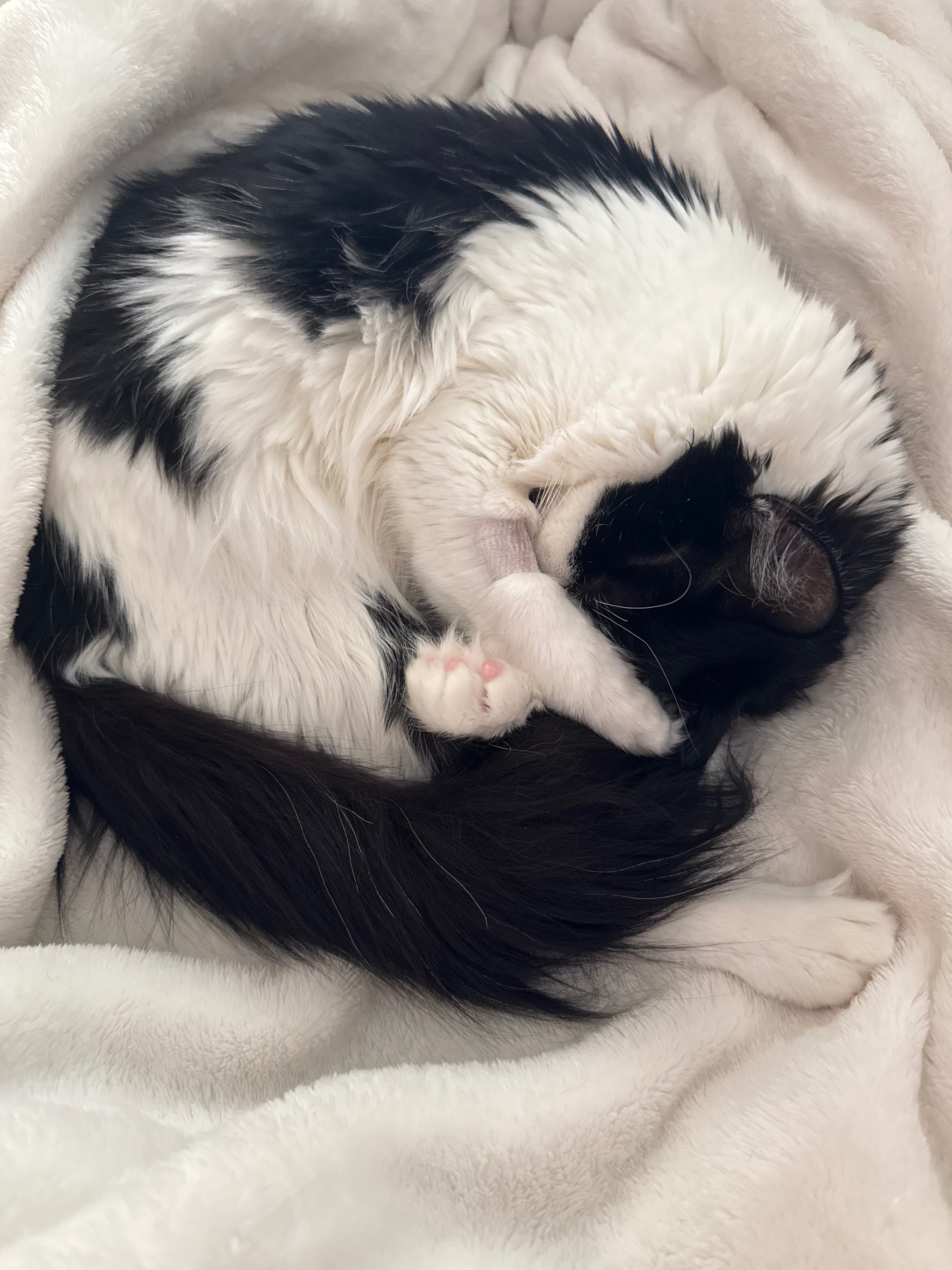 Help Pancake Recover from Emergency Surgery campaign photo, 4 of 8