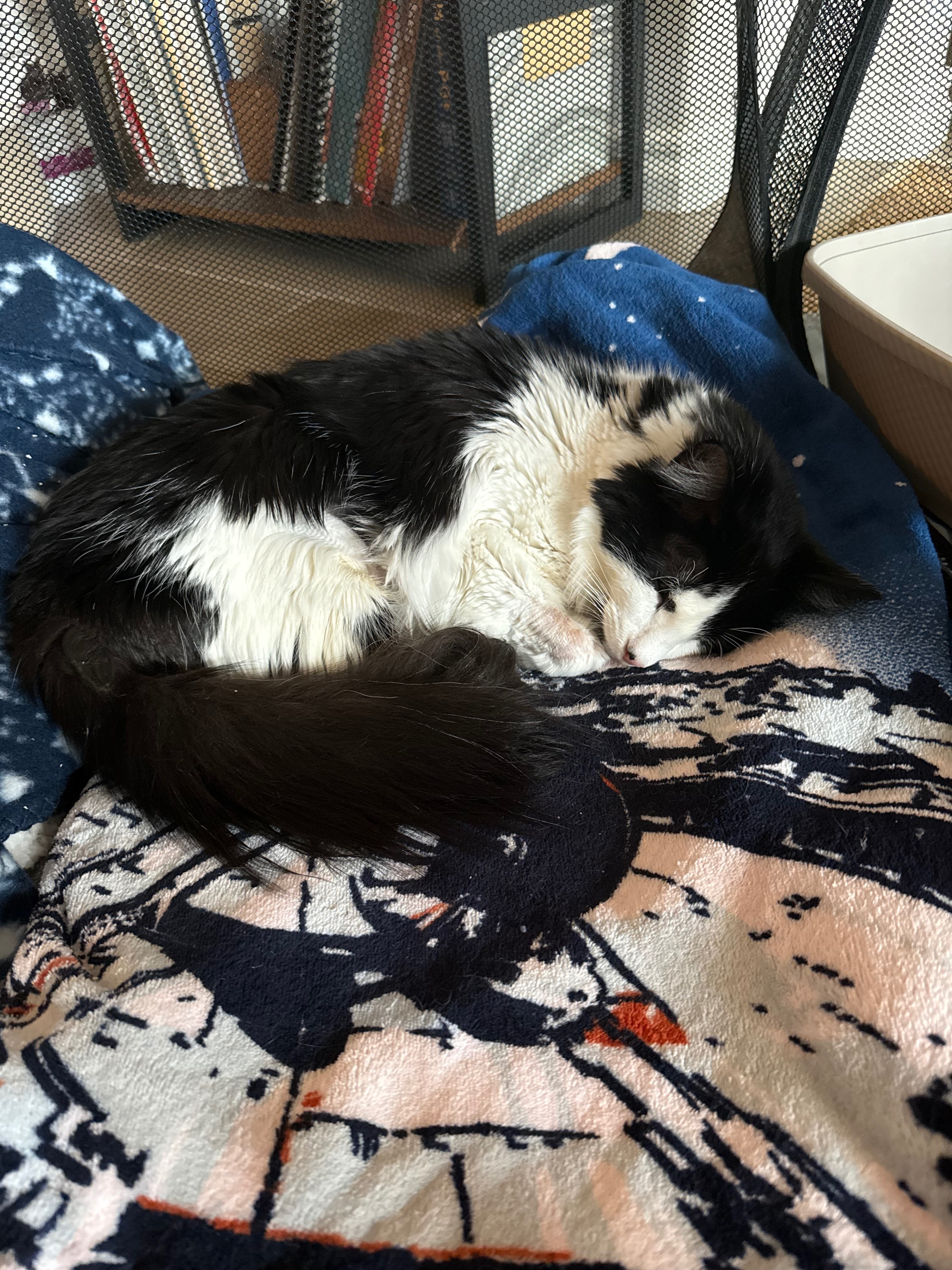 Help Pancake Recover from Emergency Surgery campaign photo, 6 of 8