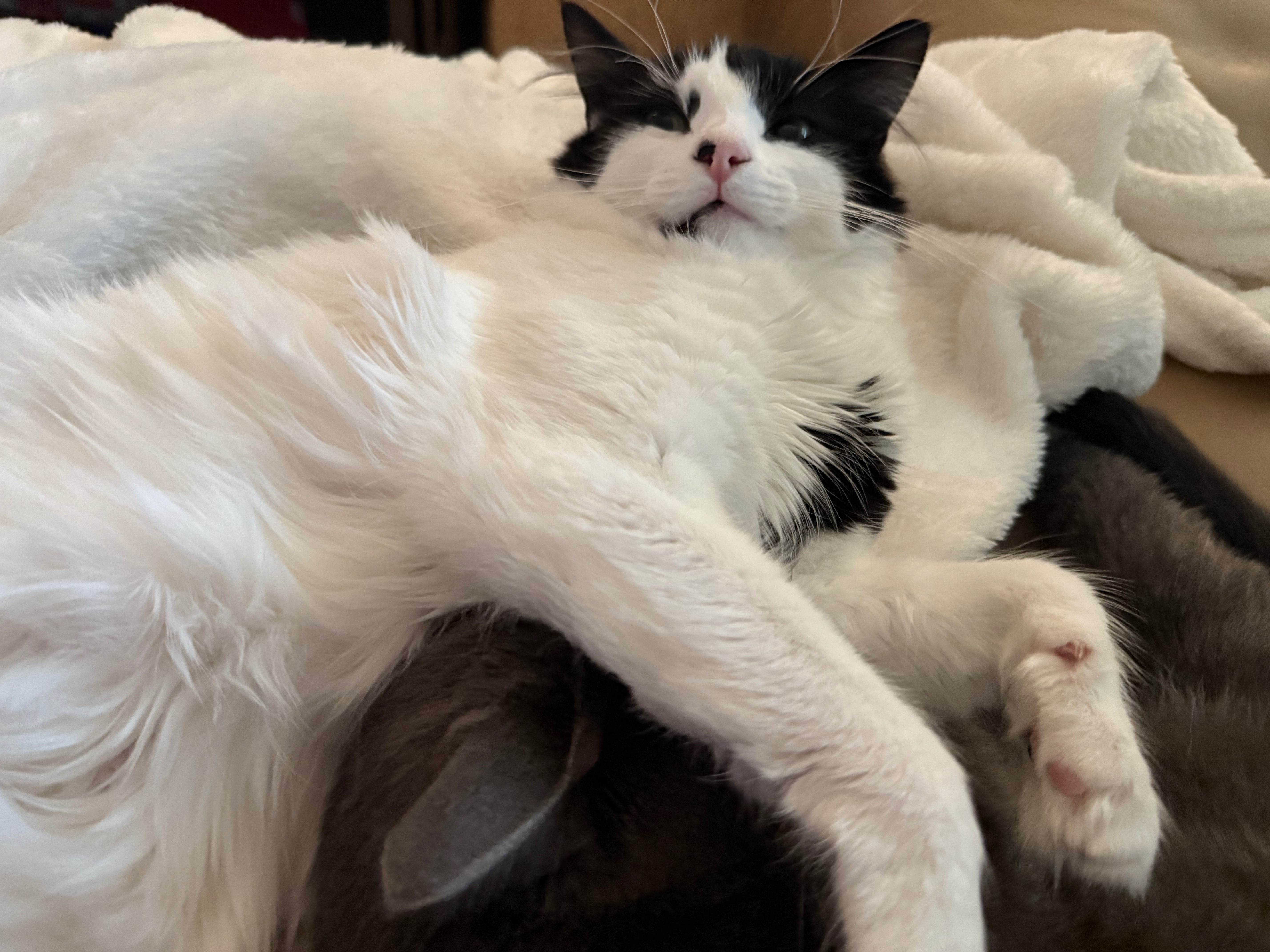 Help Pancake Recover from Emergency Surgery campaign photo, 5 of 8