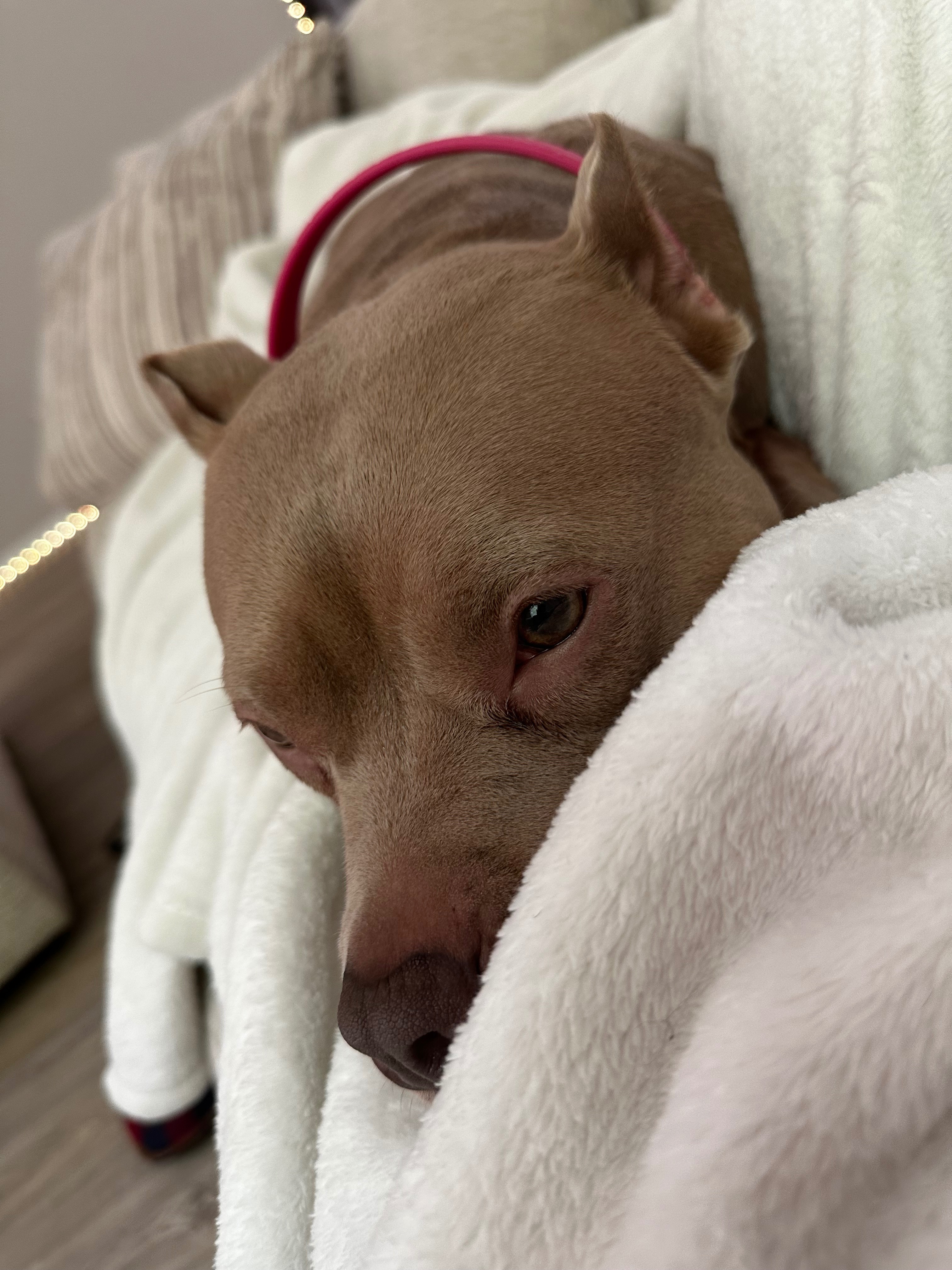 Please Help Save Lexxi: Critical Care After Life-Threatening campaign photo, 6 of 7
