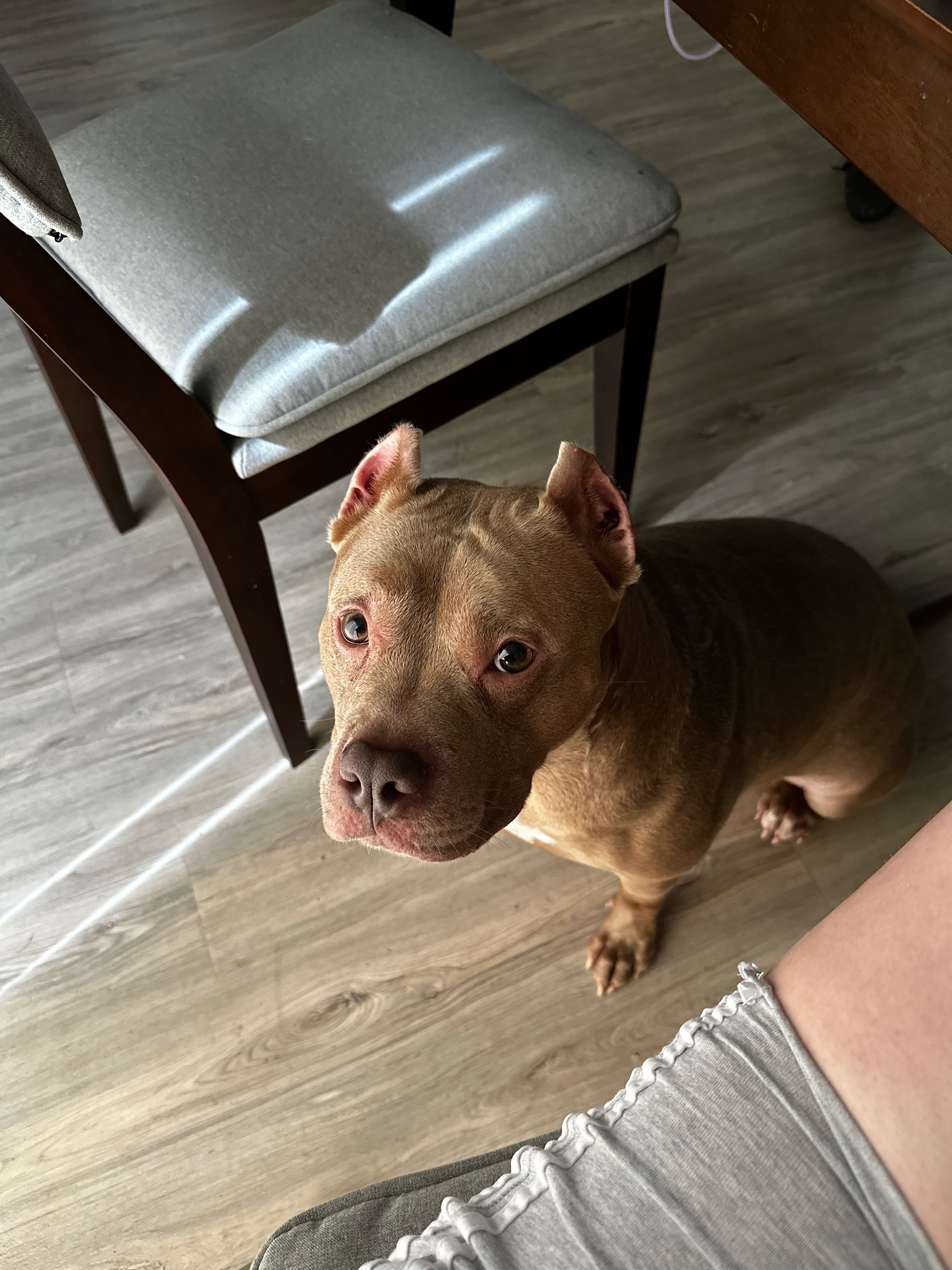 Please Help Save Lexxi: Critical Care After Life-Threatening campaign photo, 2 of 7