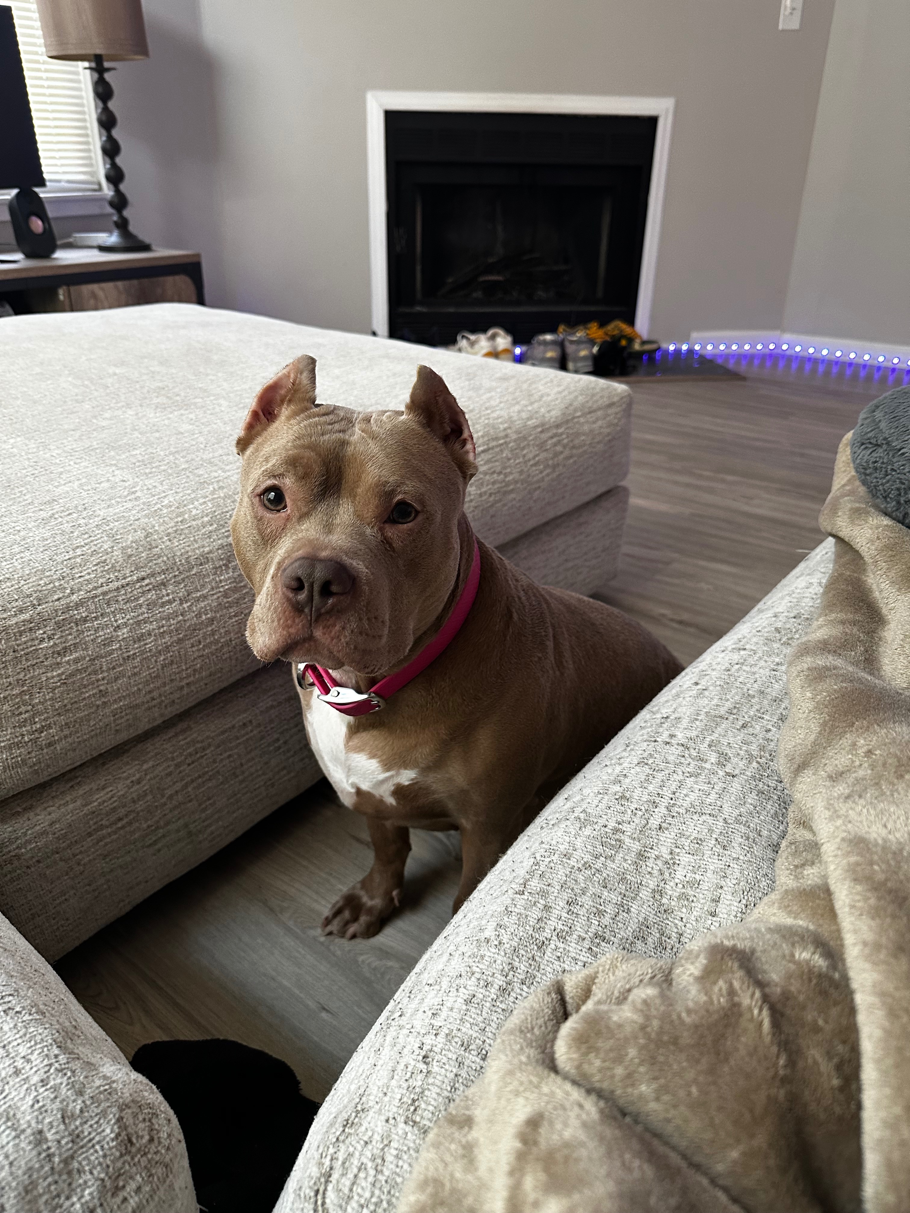 Please Help Save Lexxi: Critical Care After Life-Threatening campaign photo, 4 of 7