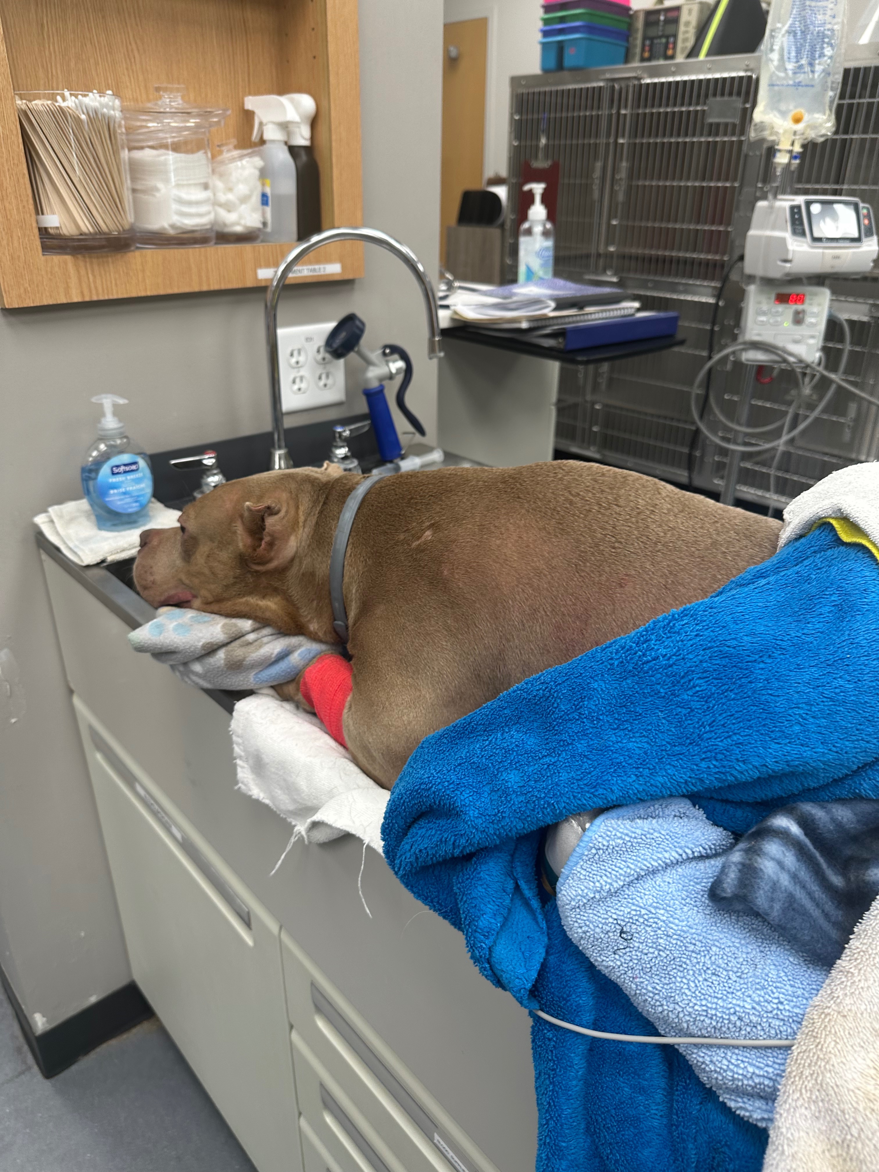 Please Help Save Lexxi: Critical Care After Life-Threatening campaign photo, 5 of 7