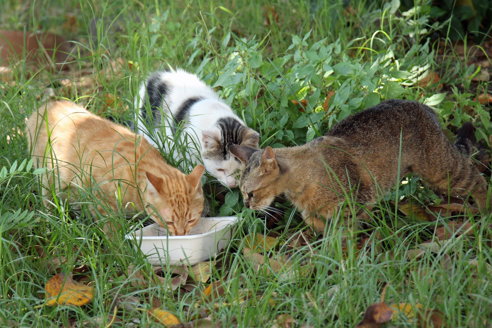 Help strayed dogs and cats in Europe to survive campaign photo, 4 of 5