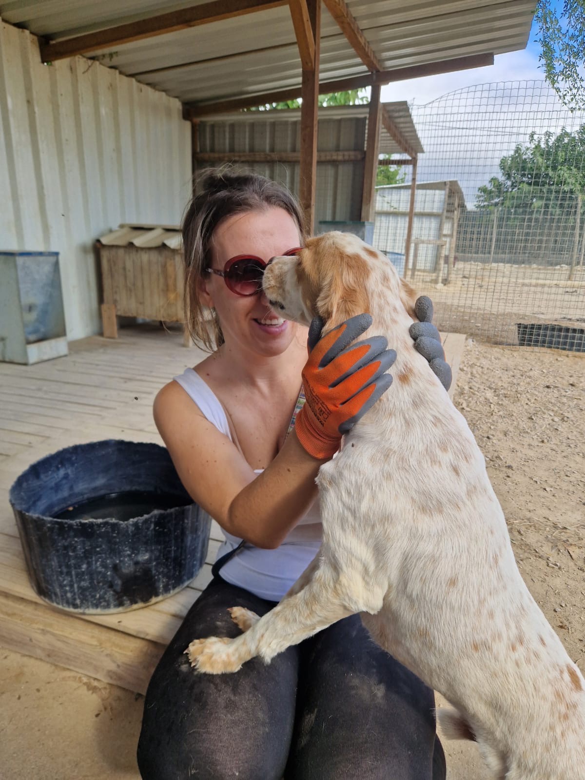 Help strayed dogs and cats in Europe to survive campaign photo, 2 of 5