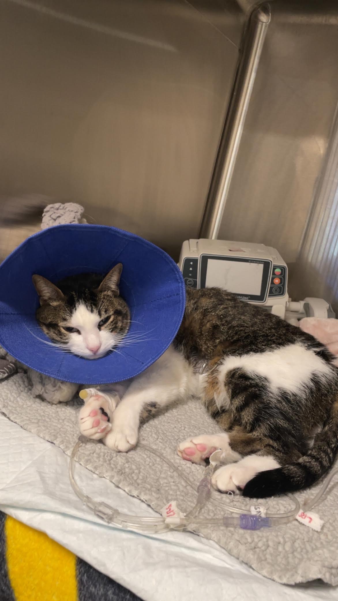 User-uploaded image 1