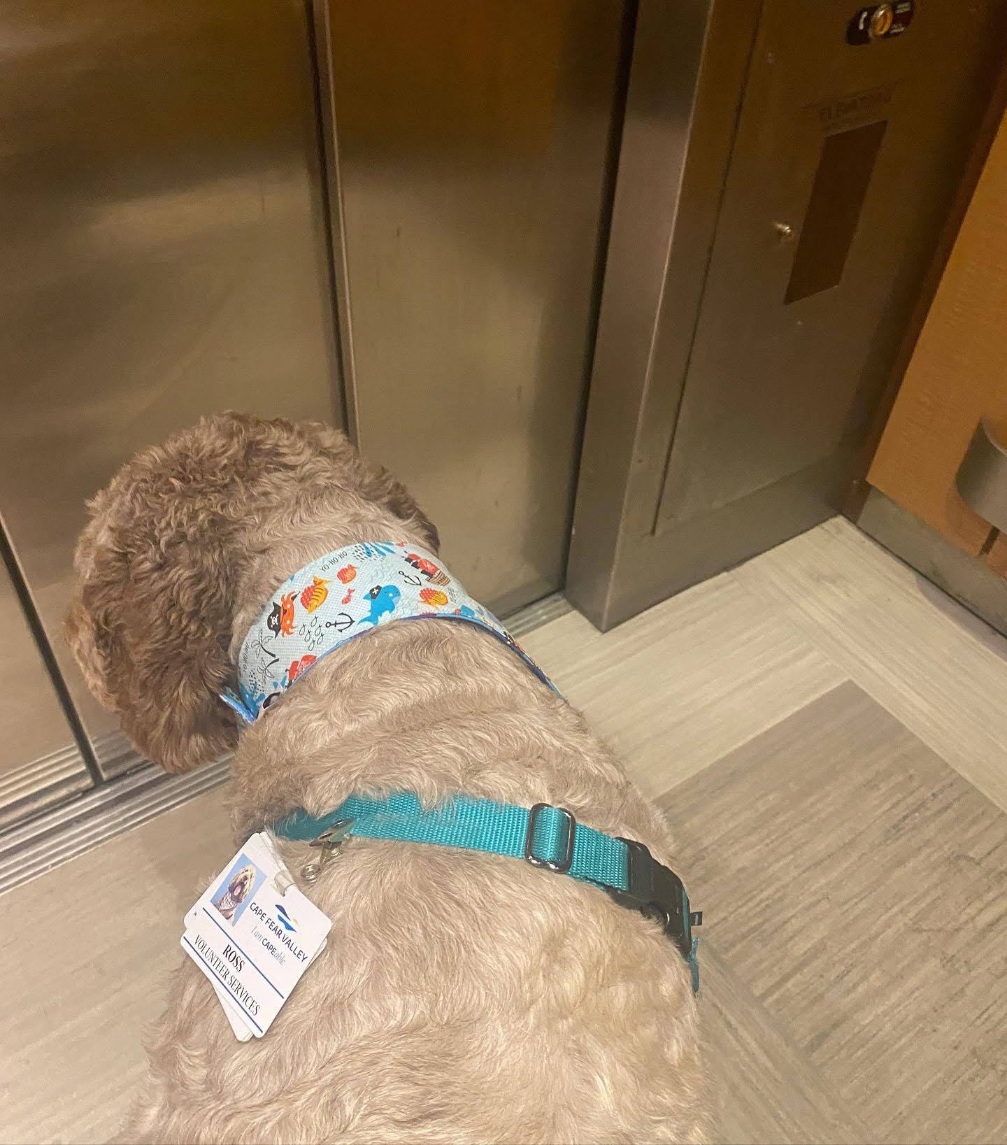 Support our hero - Ross the Doodle❤️ campaign photo, 2 of 6