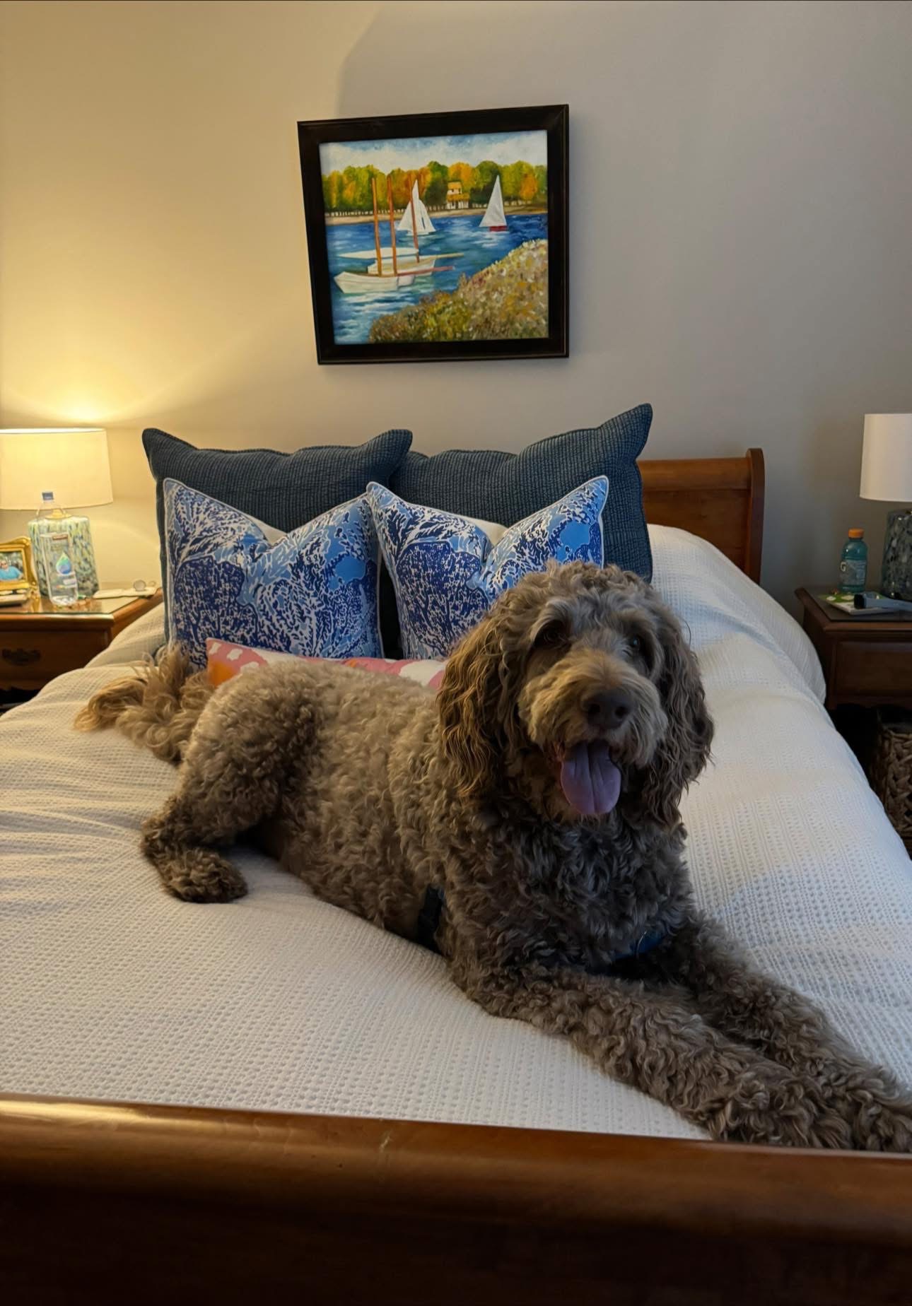 Support our hero - Ross the Doodle❤️ campaign photo, 5 of 6