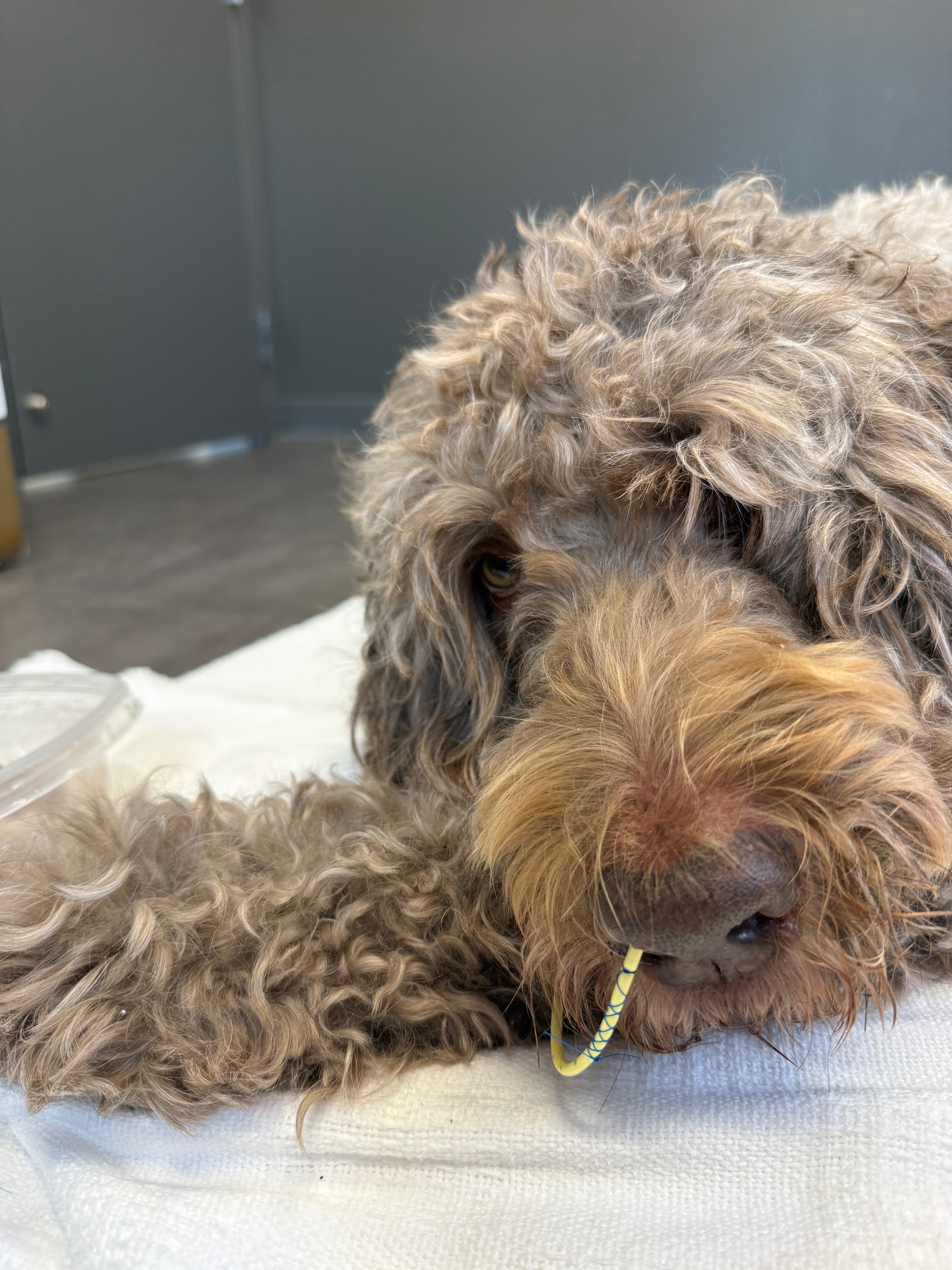 Support our hero - Ross the Doodle❤️ campaign photo, 4 of 6