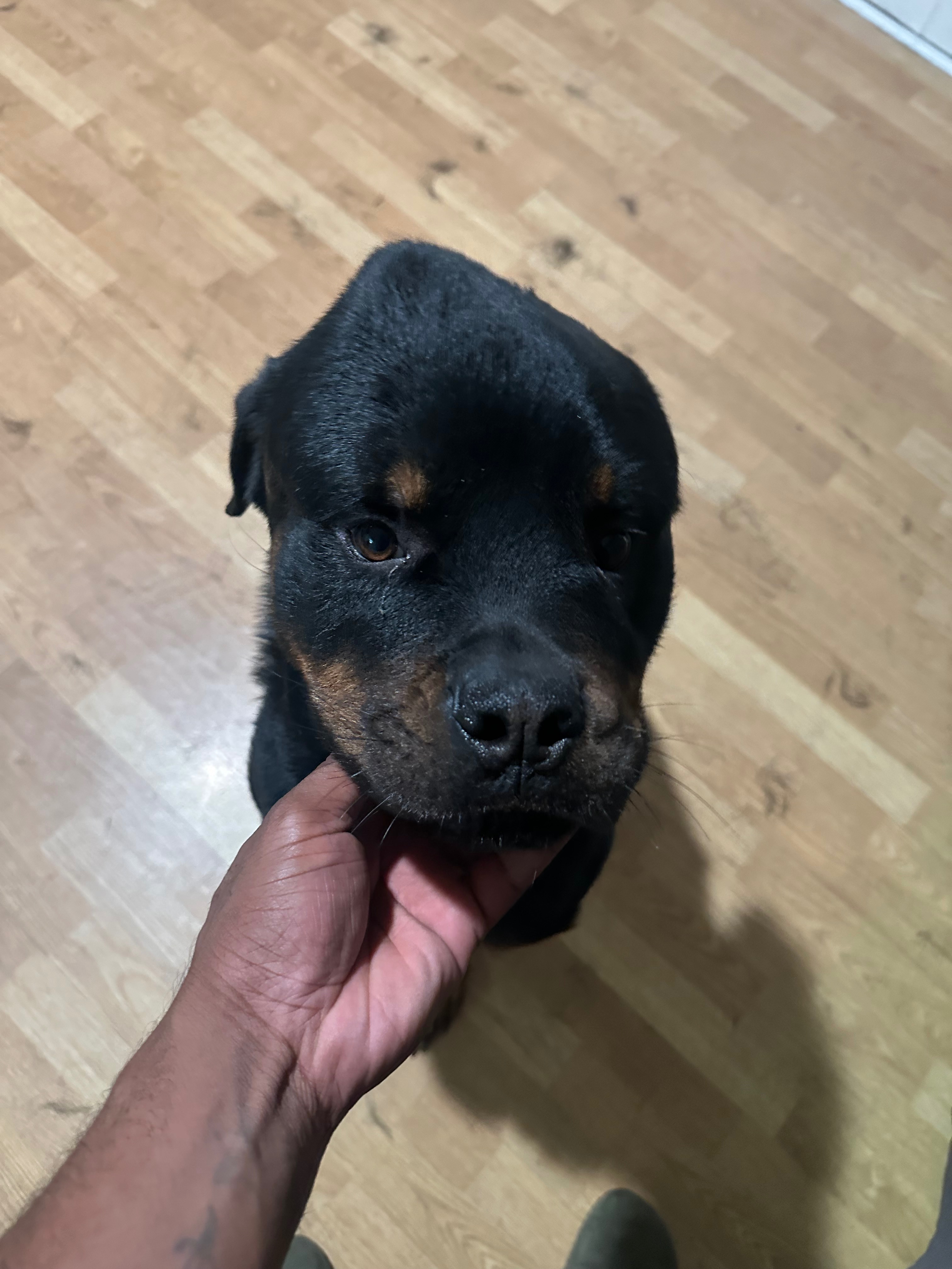 Support for a Rottweiler's Medical Treatment campaign photo, 7 of 8