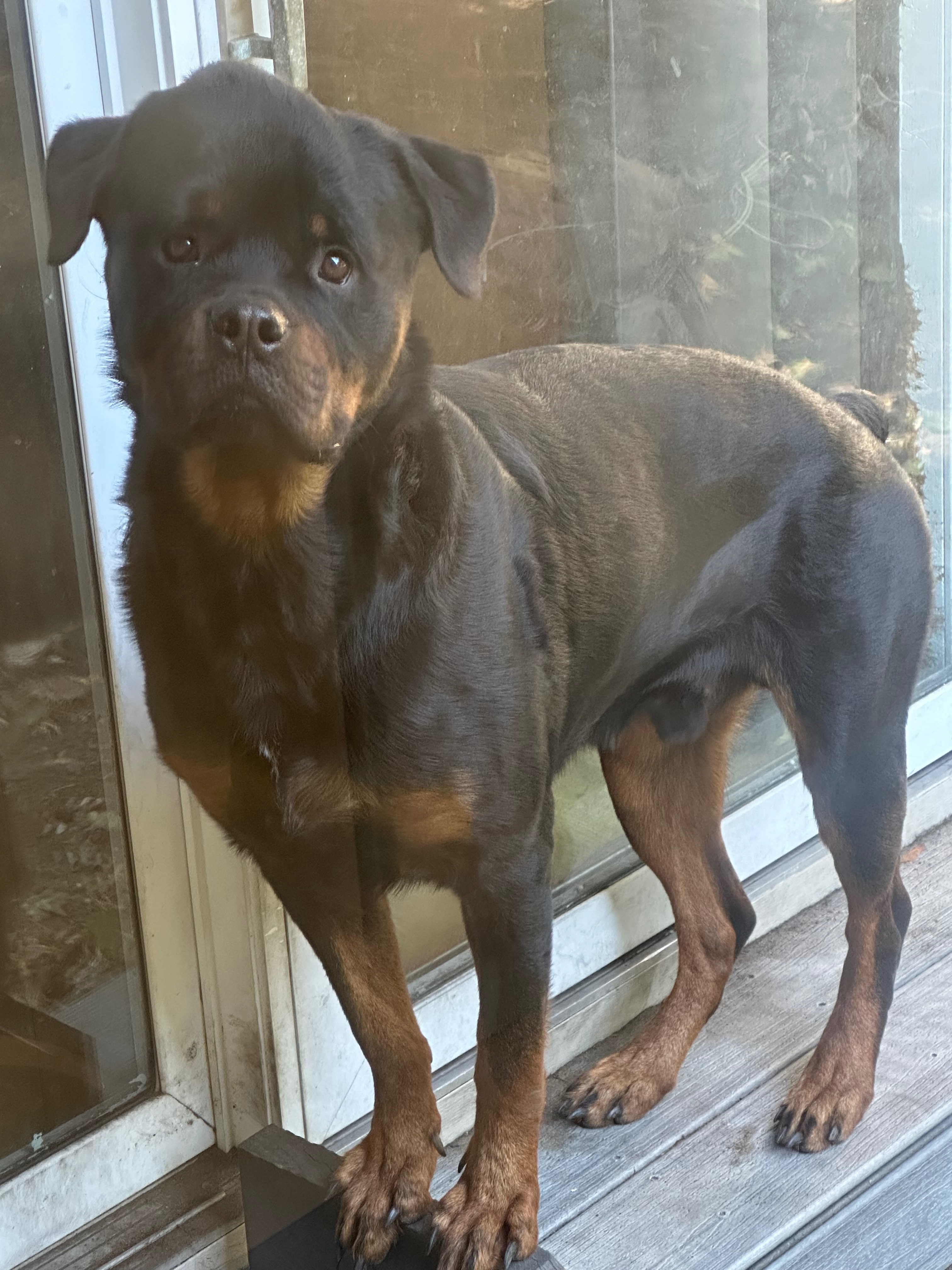 Support for a Rottweiler's Medical Treatment campaign photo, 2 of 8
