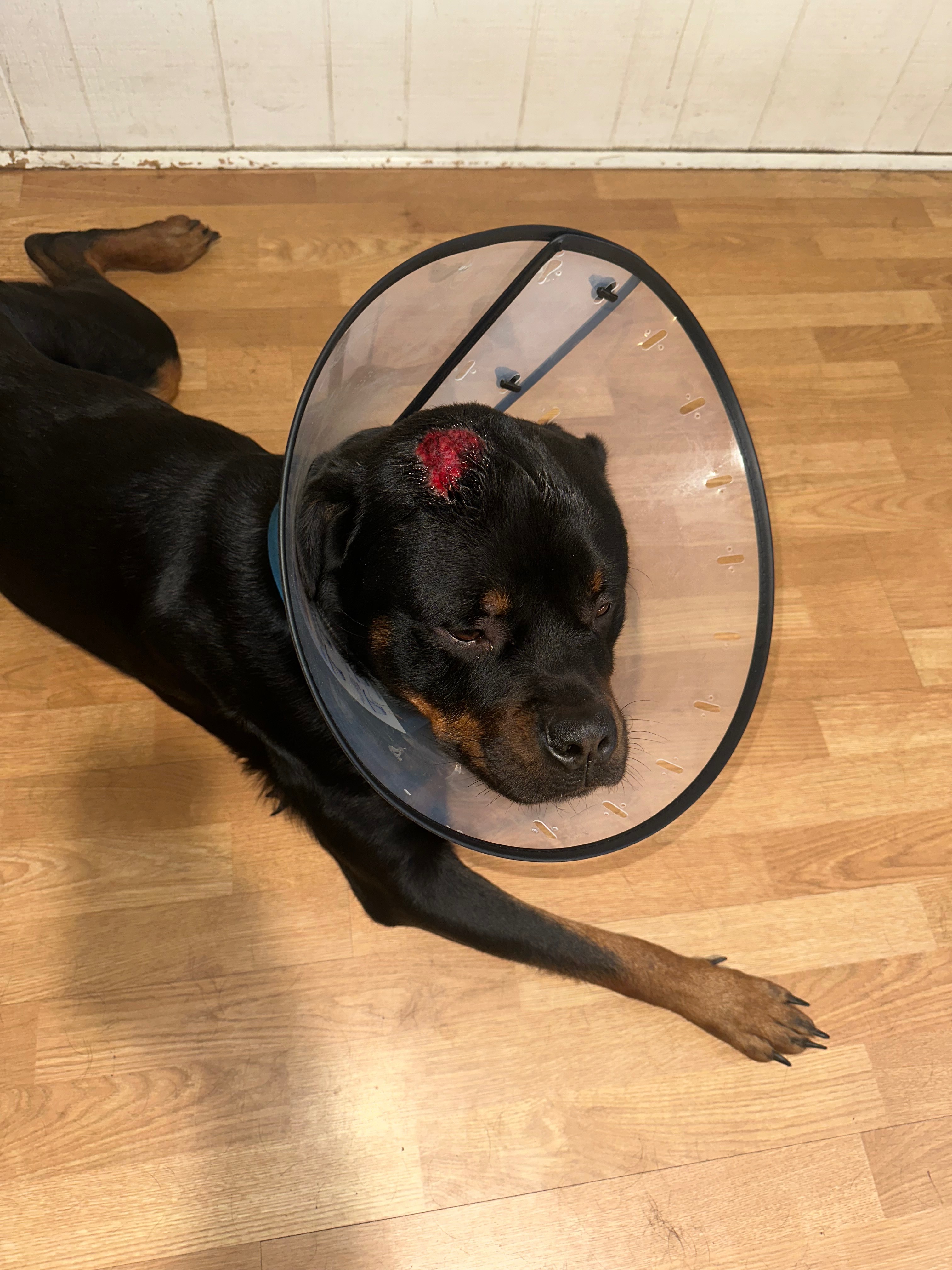 Support for a Rottweiler's Medical Treatment campaign photo, 4 of 8