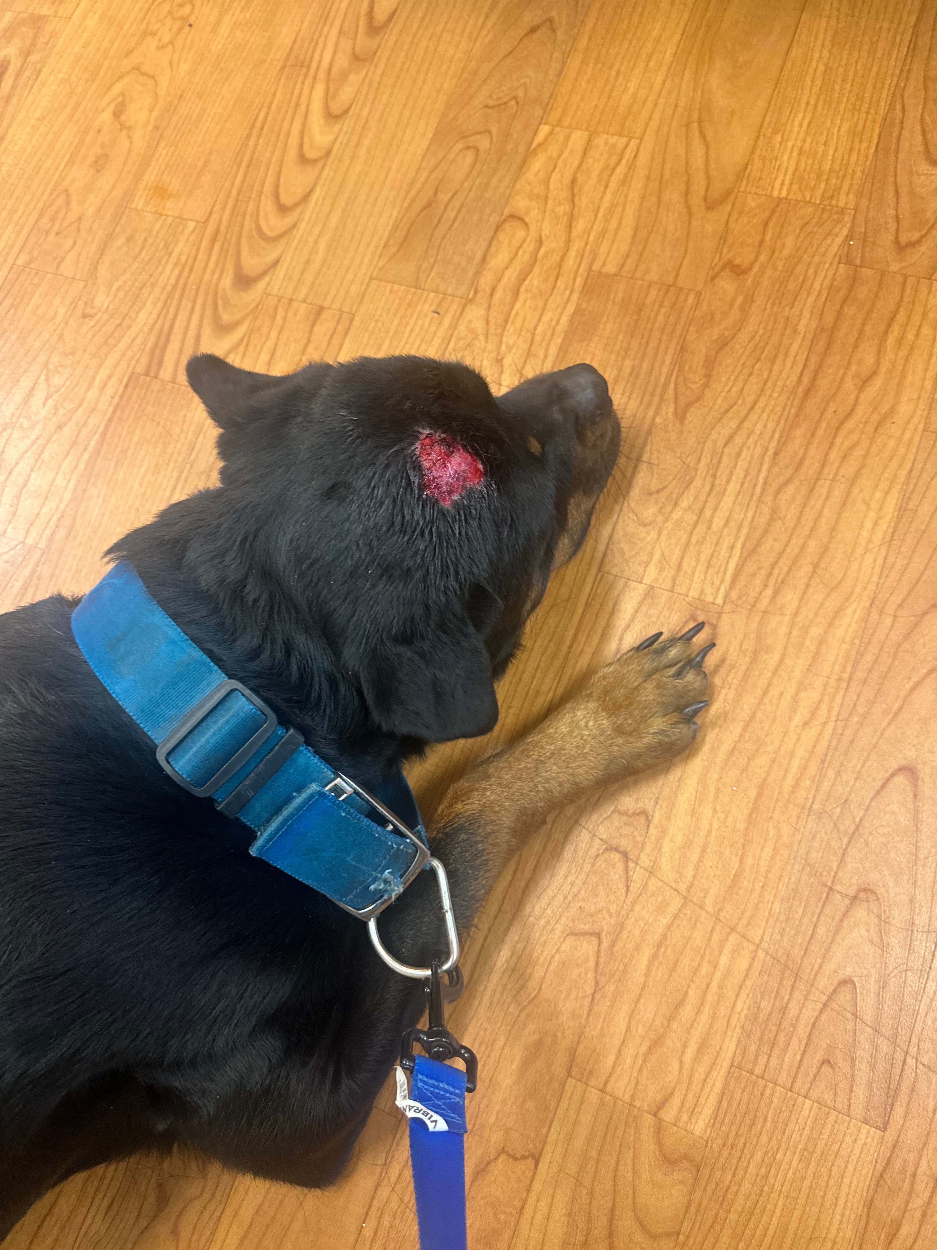 Support for a Rottweiler's Medical Treatment campaign photo, 5 of 8