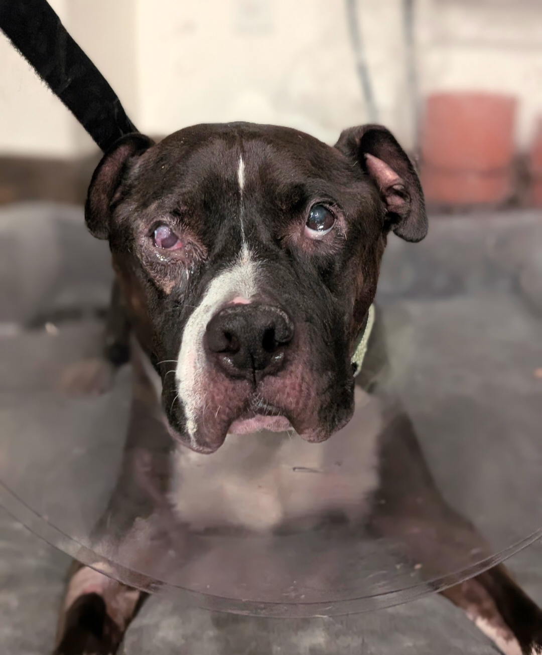 Sesame's Conjunctival Pedicle Flap Surgery campaign photo, 2 of 8