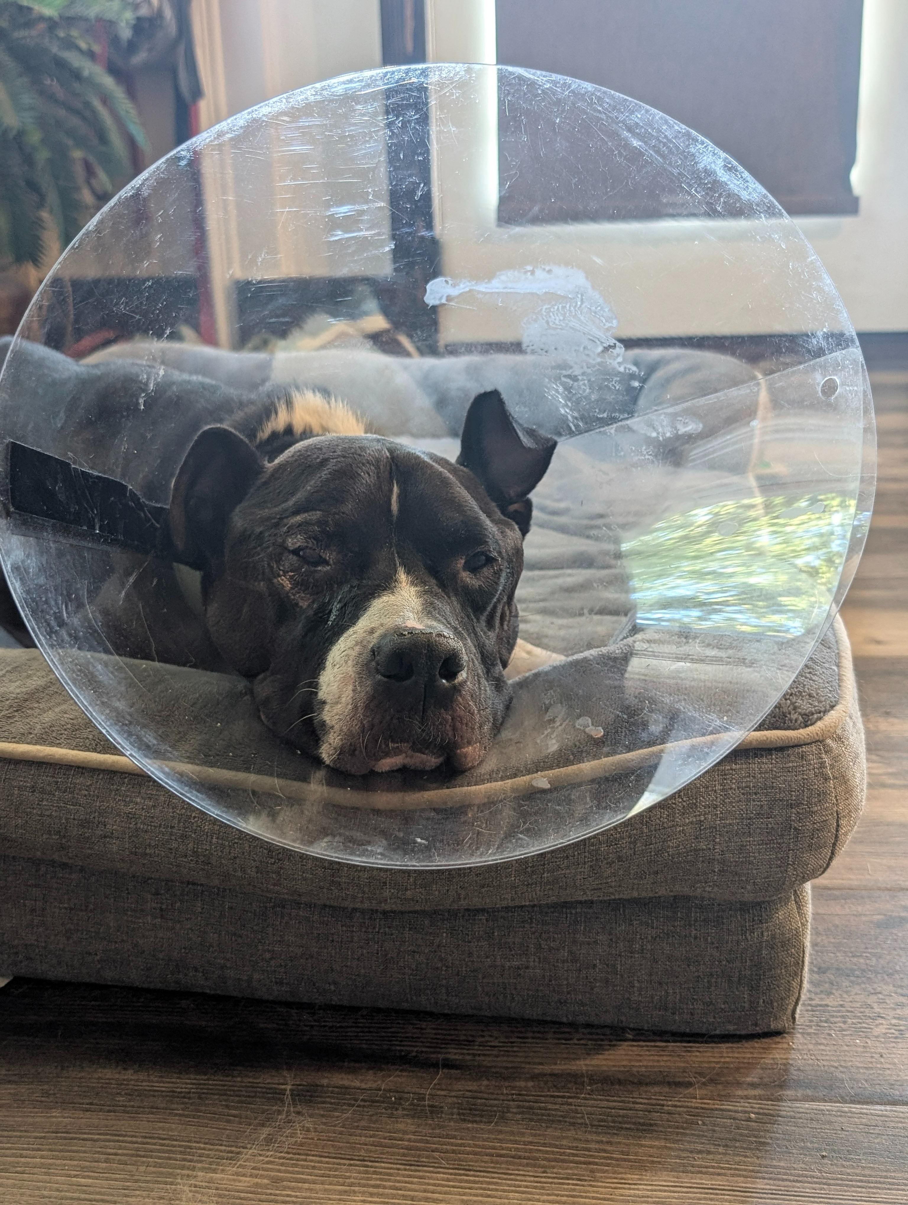 Sesame's Conjunctival Pedicle Flap Surgery campaign photo, 4 of 8