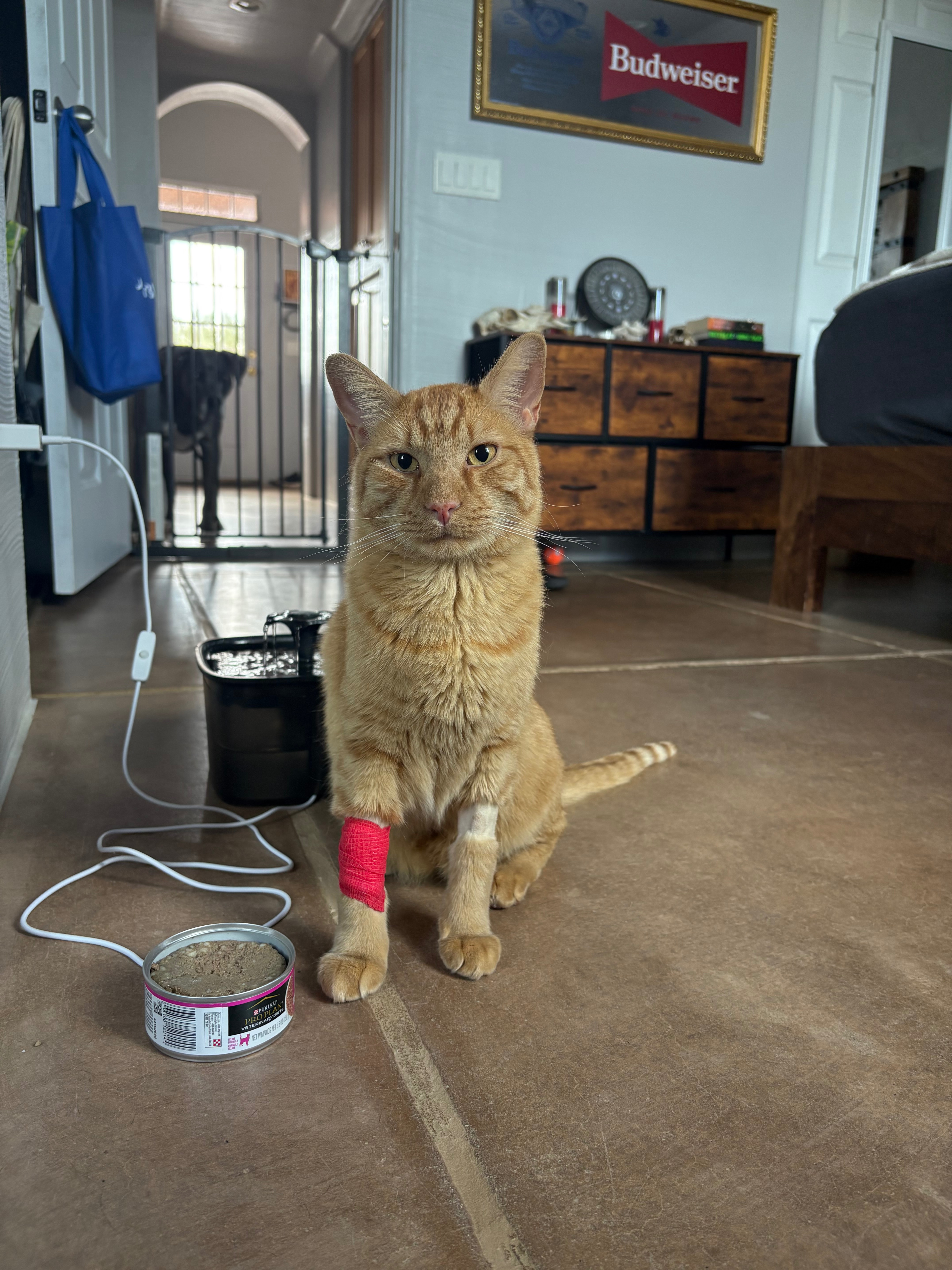 Support Sid and Jasper's Recovery campaign photo, 2 of 7