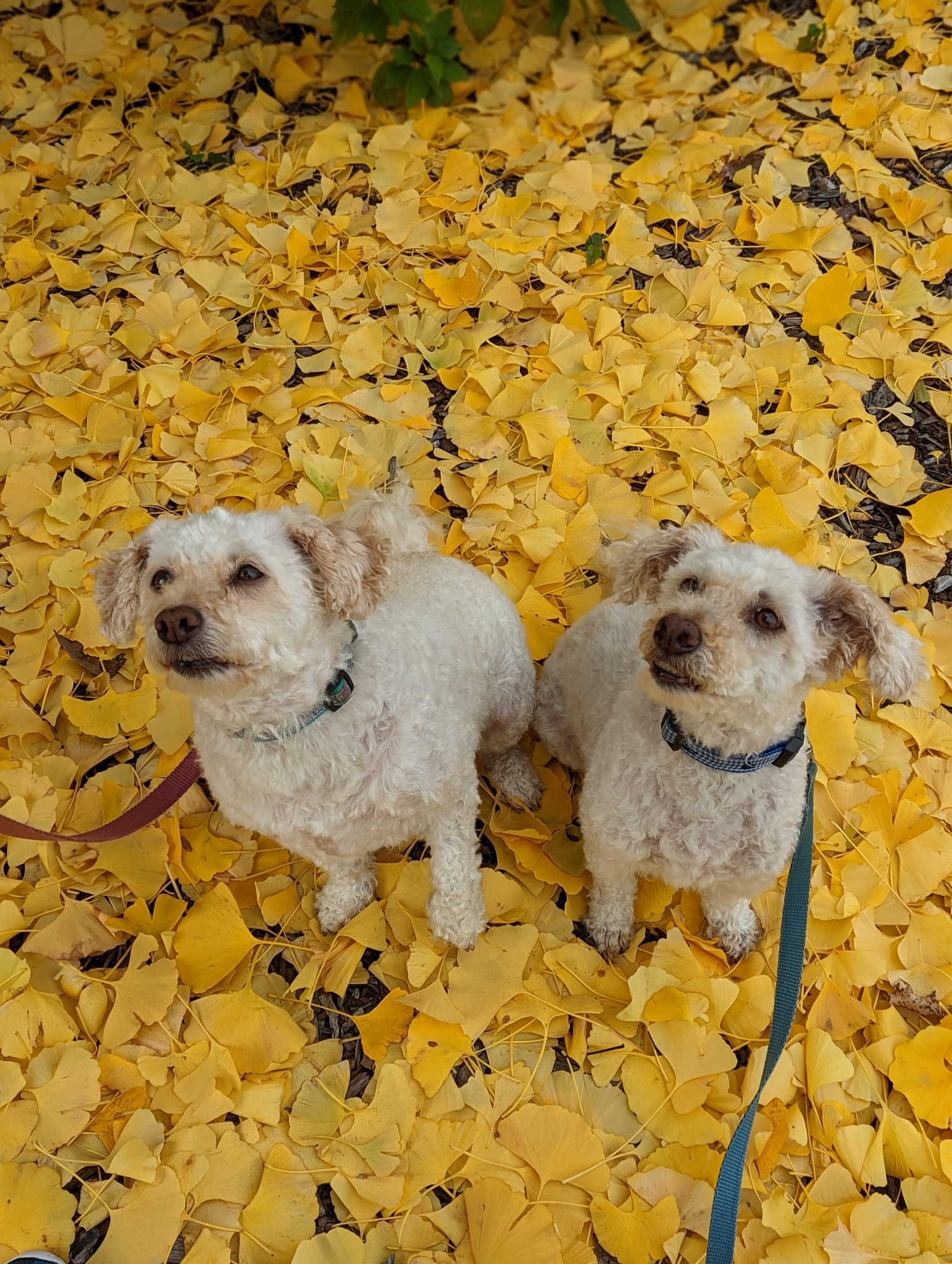 Help Rosie Recover: Support Her Surgery Costs campaign photo, 7 of 8