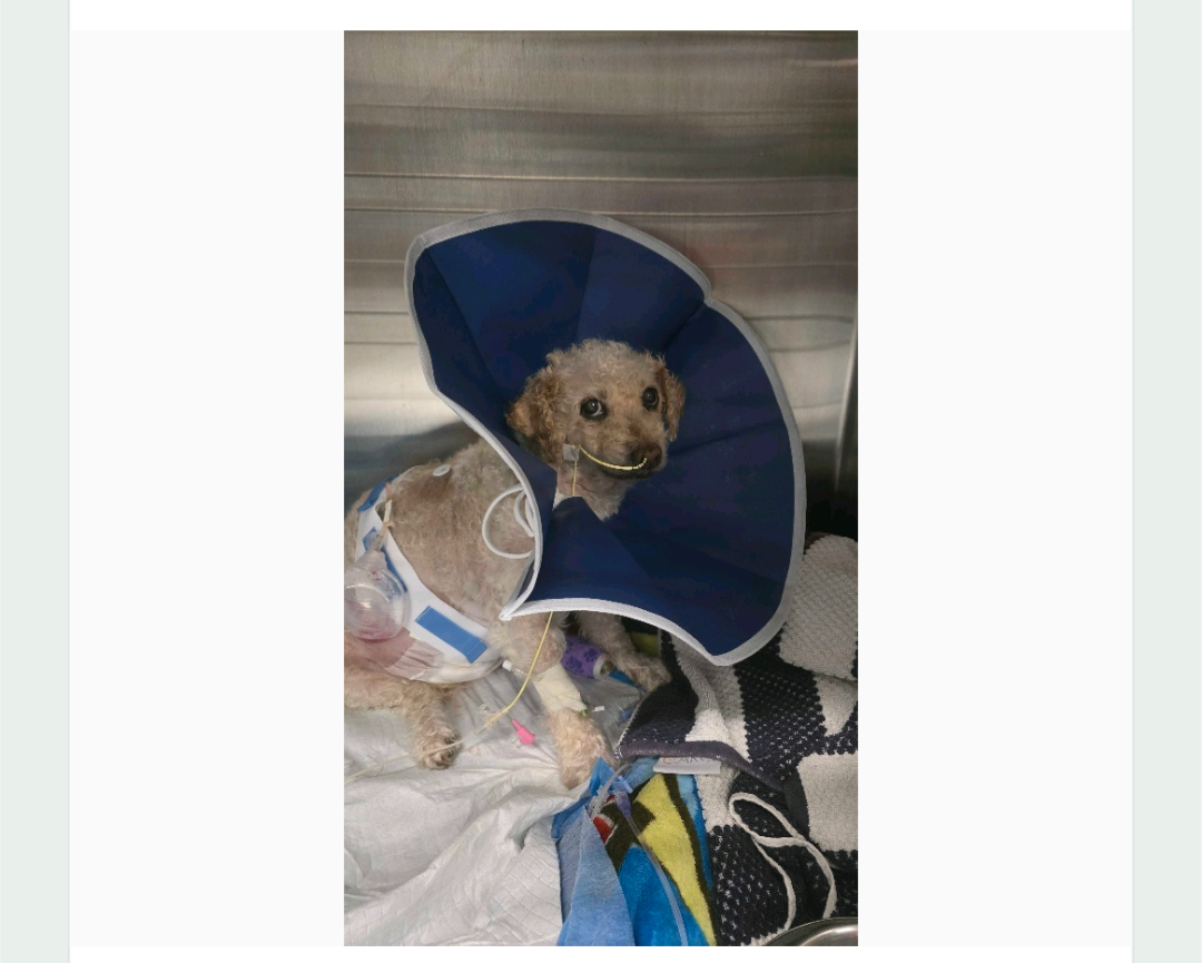 Help Rosie Recover: Support Her Surgery Costs campaign photo, 2 of 8