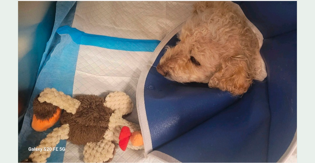 Help Rosie Recover: Support Her Surgery Costs campaign photo, 4 of 8