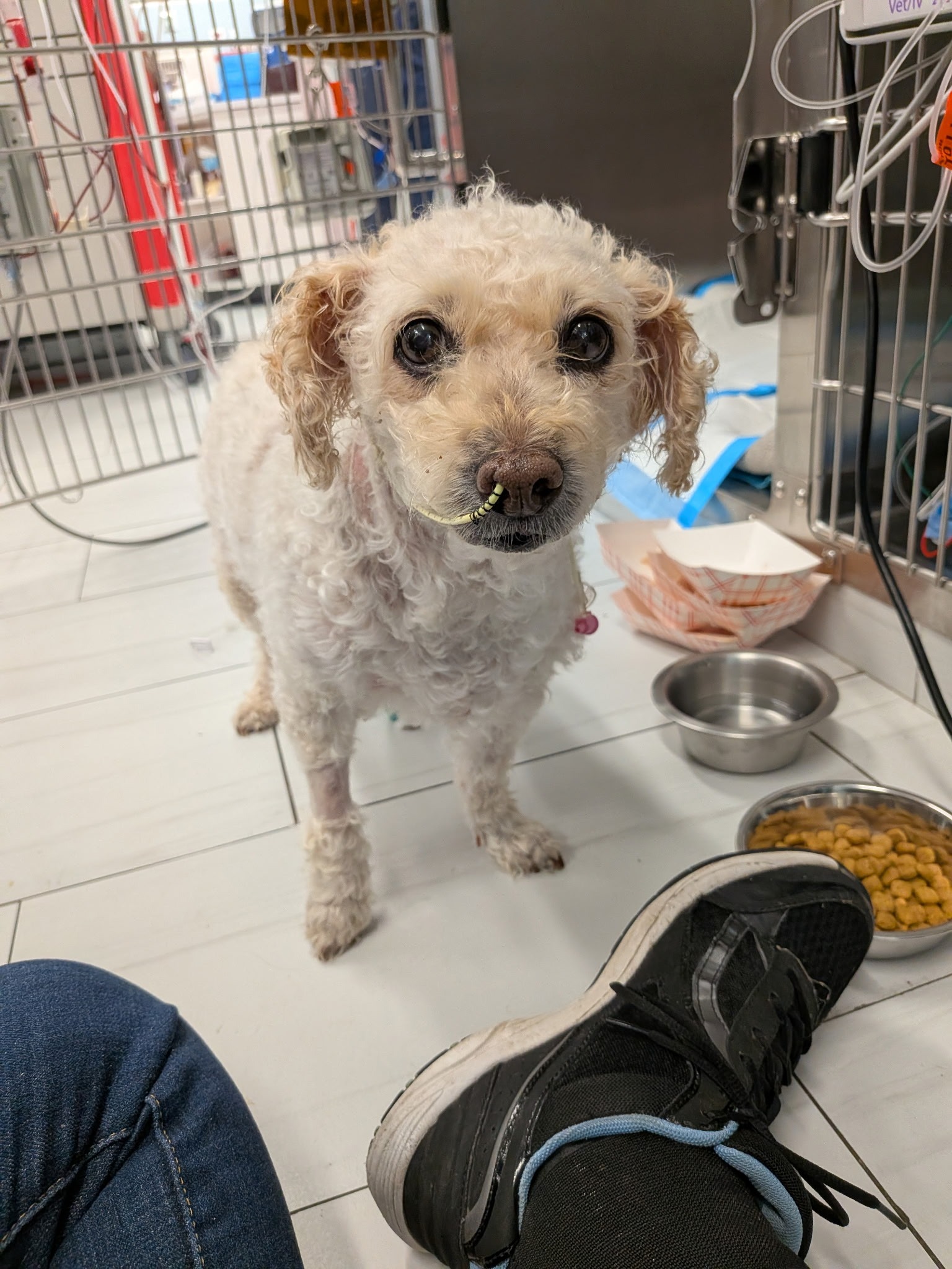 Help Rosie Recover: Support Her Surgery Costs campaign photo, 5 of 8