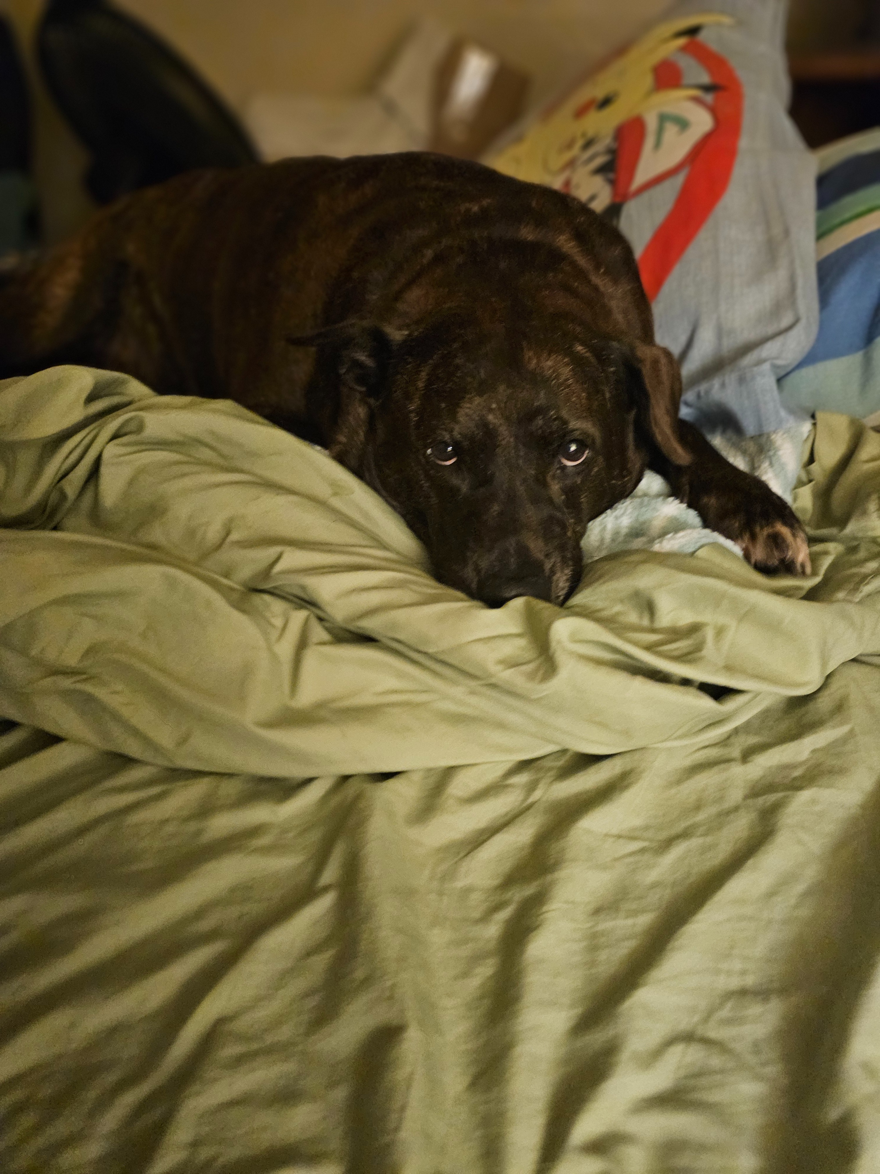 Please Help Primrose Beat Cancer: Urgent Surgery Needed campaign photo, 2 of 8