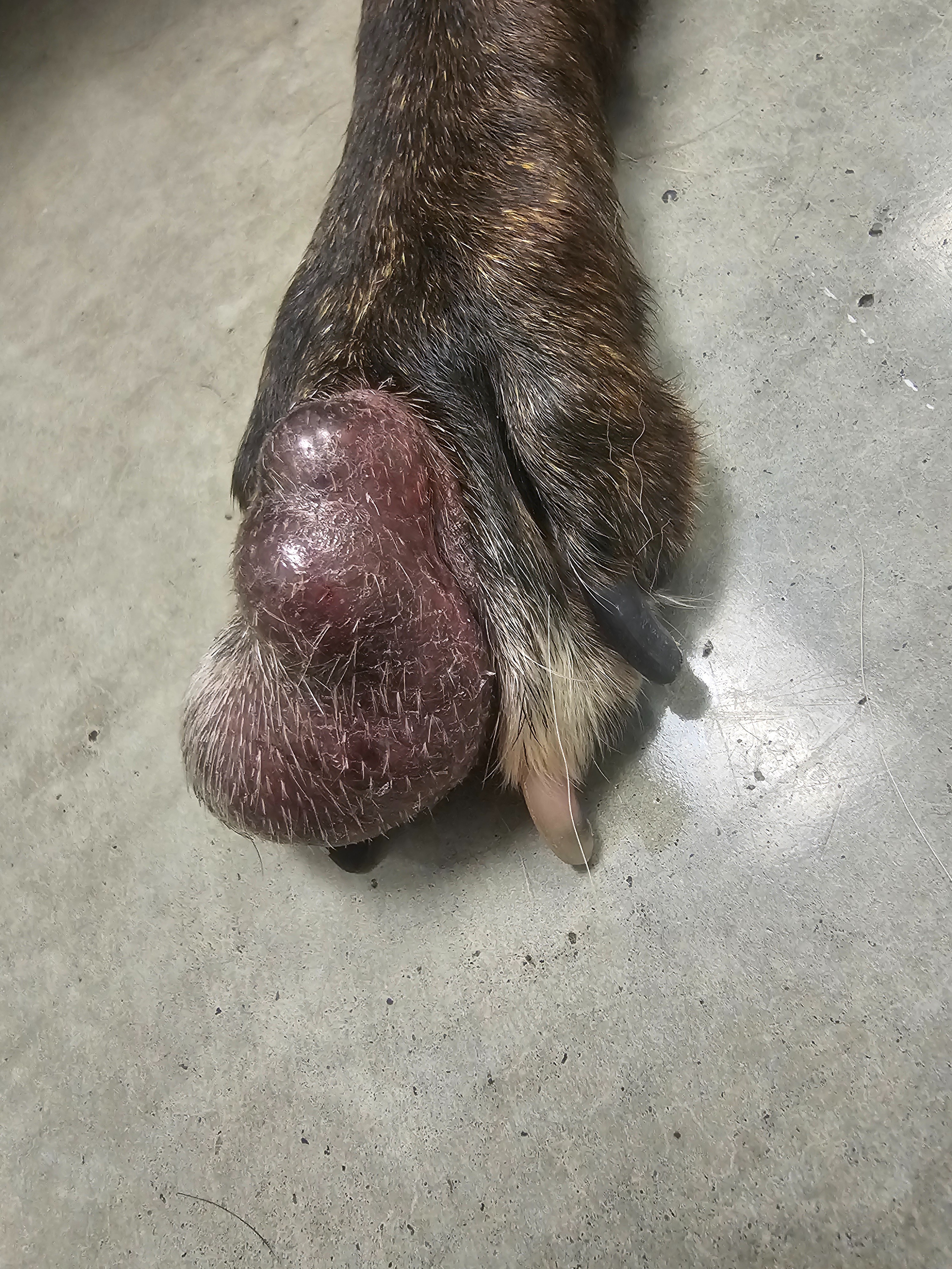 Please Help Primrose Beat Cancer: Urgent Surgery Needed campaign photo, 4 of 8