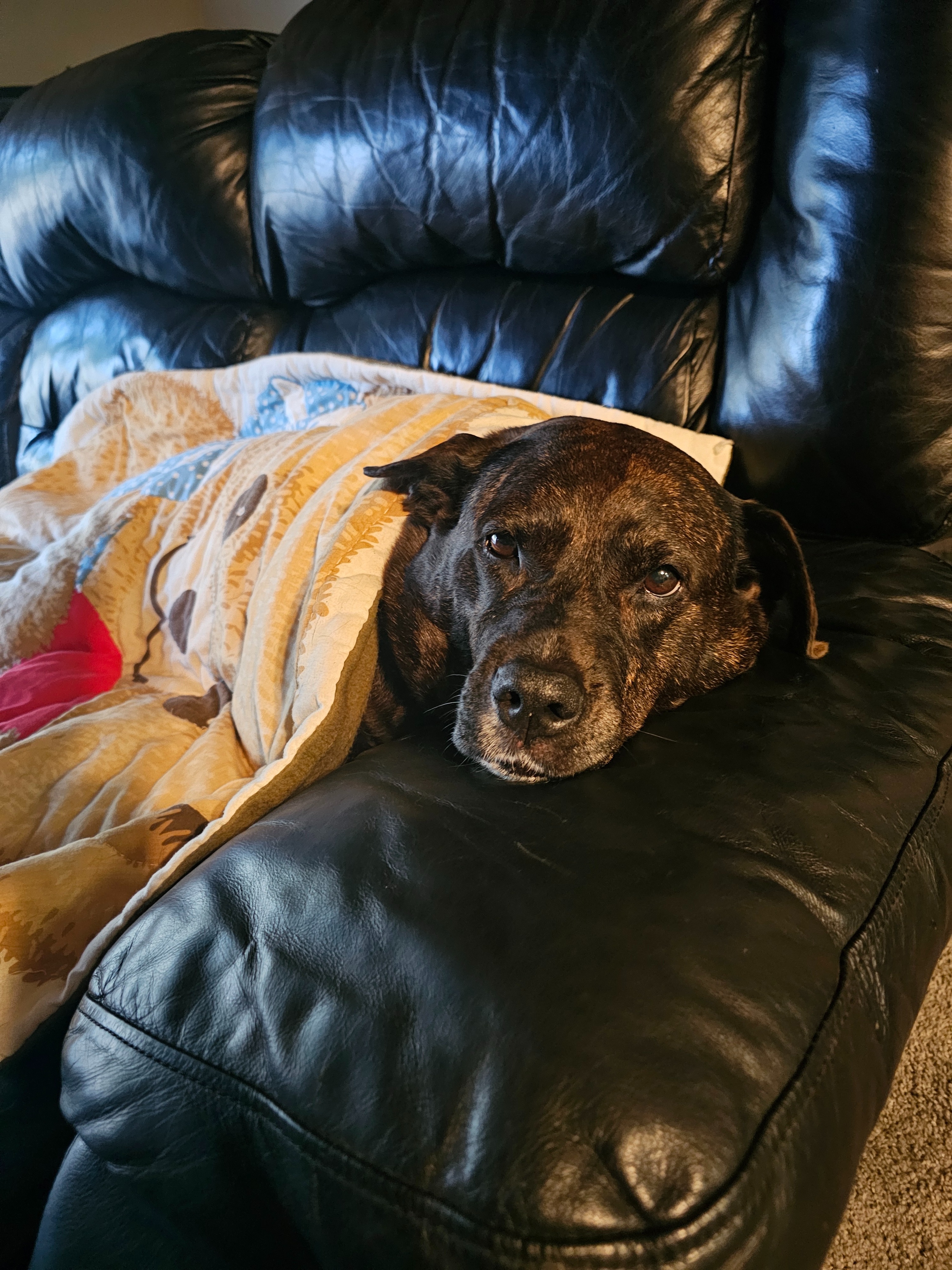 Please Help Primrose Beat Cancer: Urgent Surgery Needed campaign photo, 6 of 8