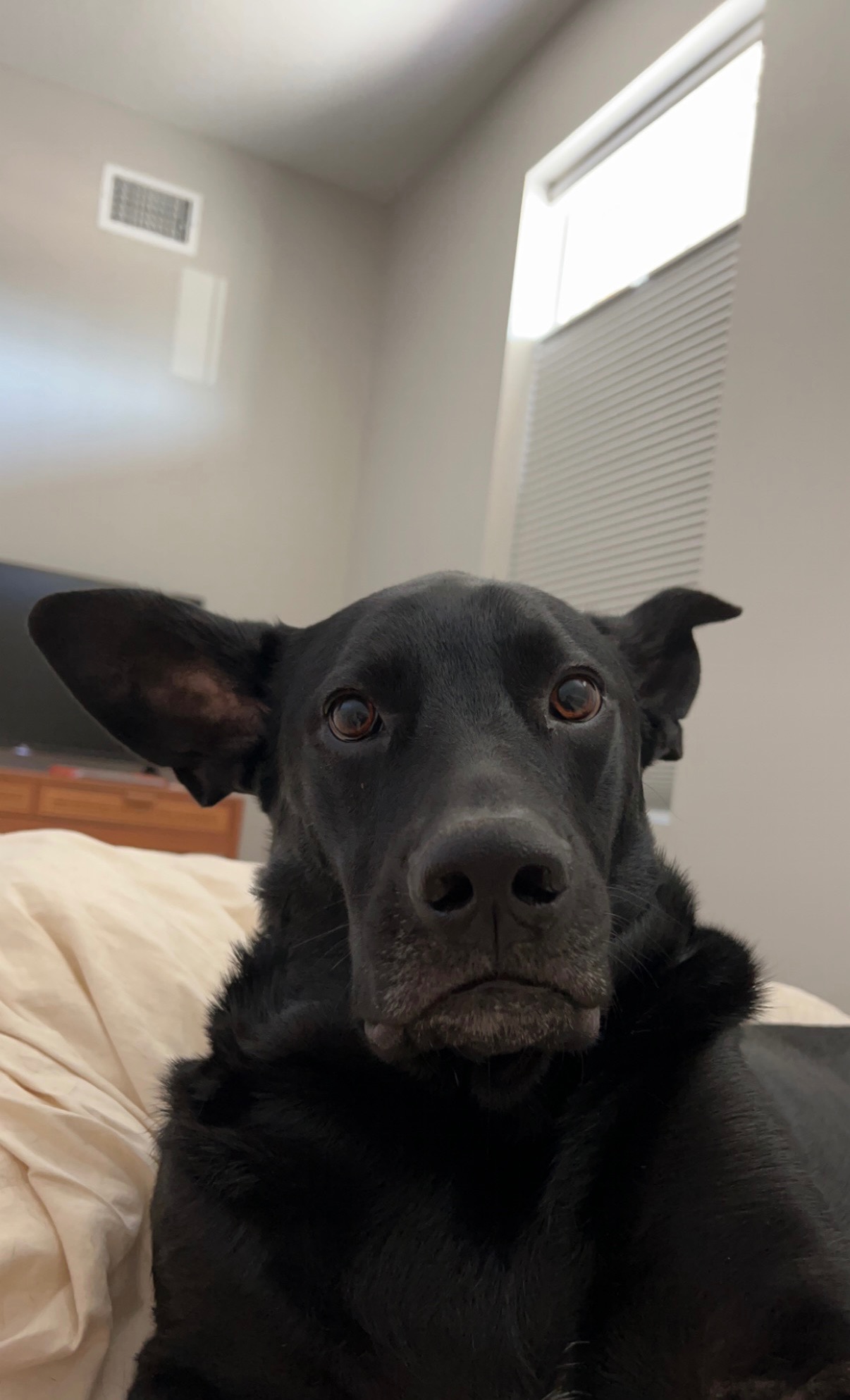 Help Louis Get Back on His Paws campaign photo, 4 of 7