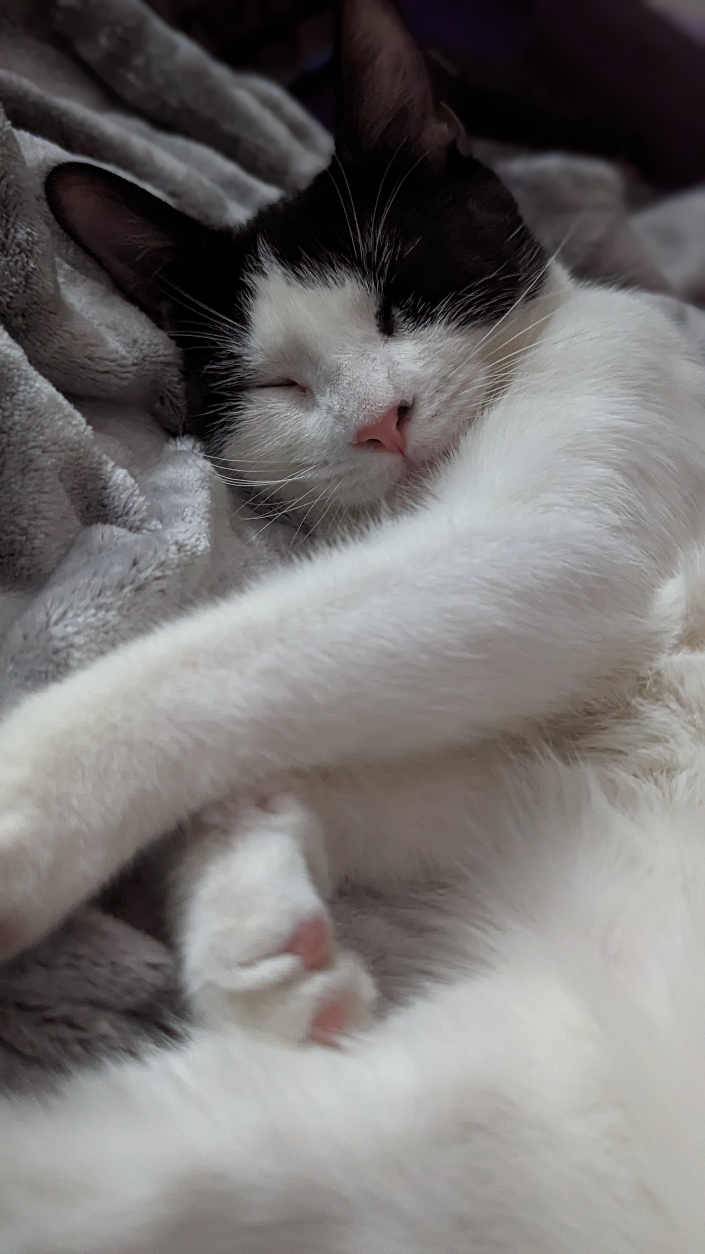Help Willow Get to the Vet for Treatment campaign photo, 5 of 6