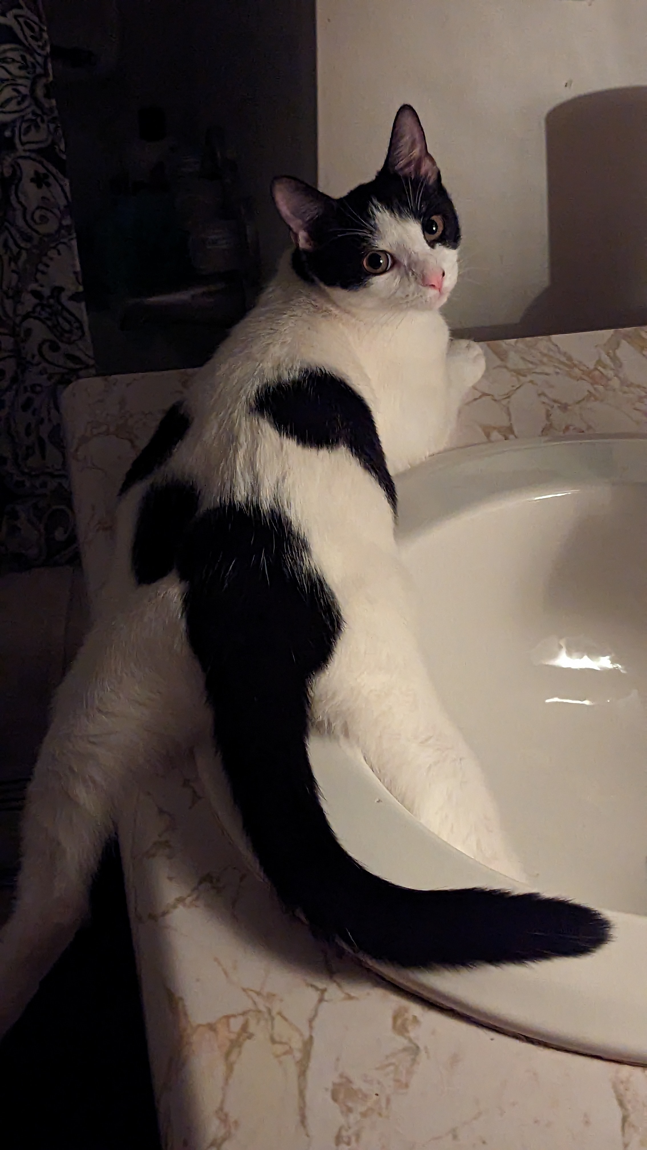 Help Willow Get to the Vet for Treatment campaign photo, 2 of 6