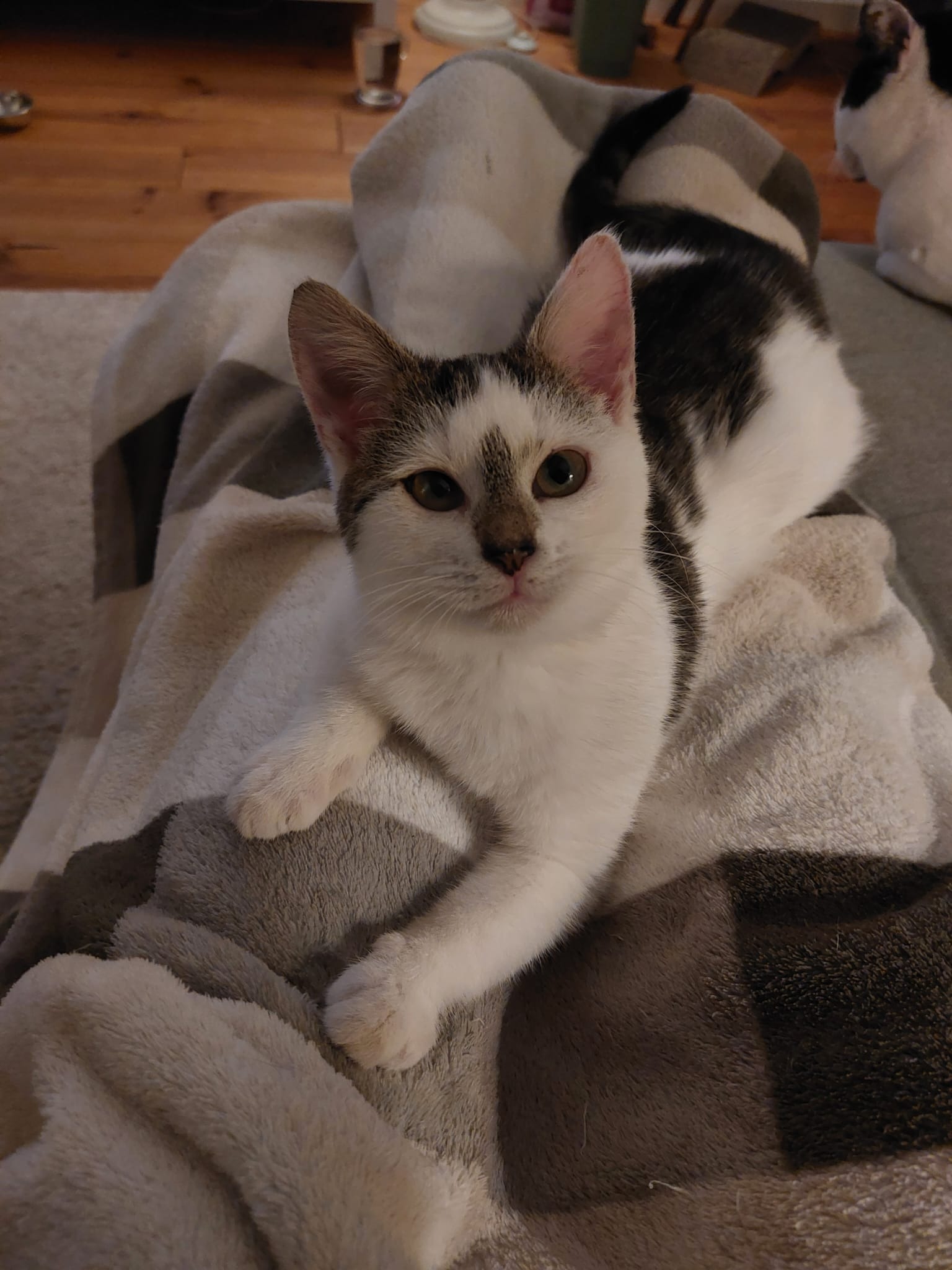 Sumsum haar operatie - FIV campaign photo, 4 of 8