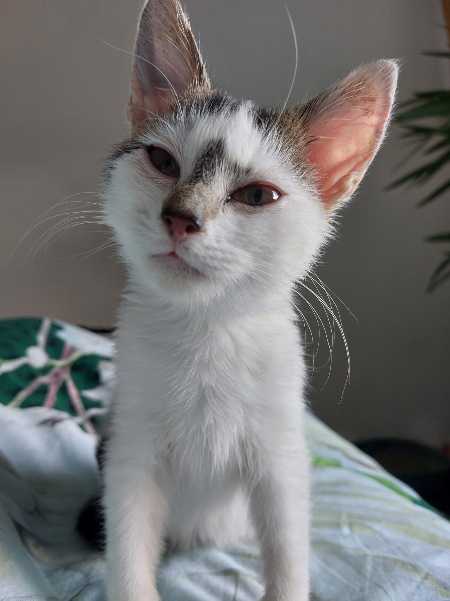 Sumsum haar operatie - FIV campaign photo, 5 of 8