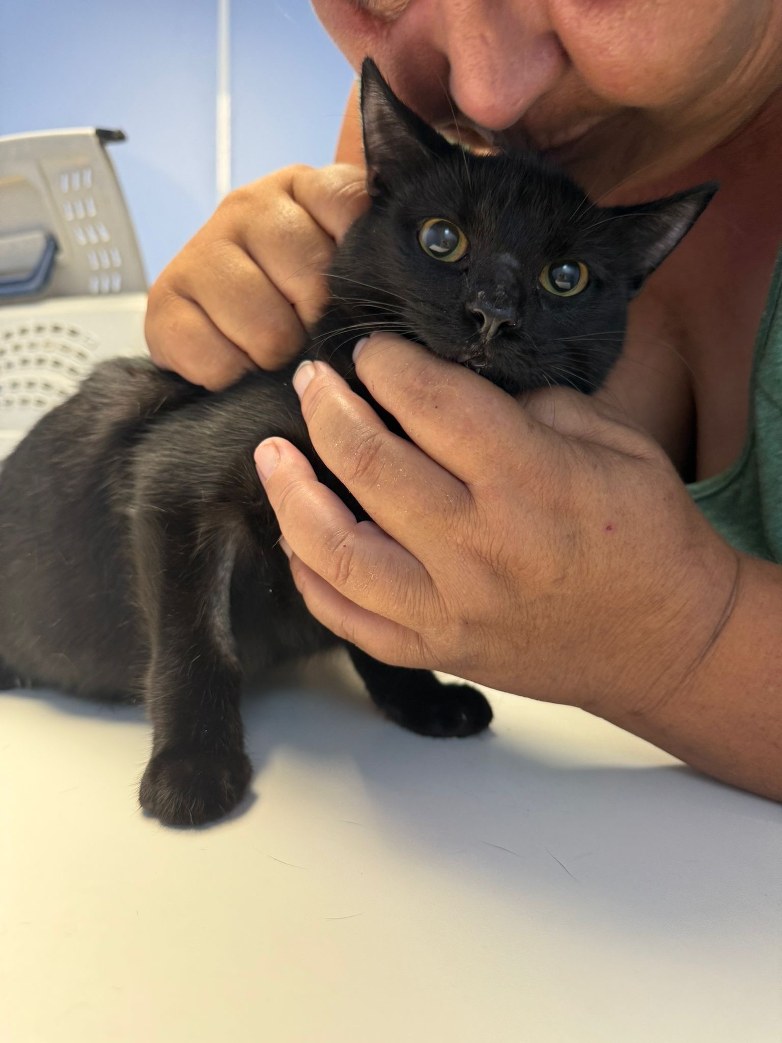 2 black kittens in Spain left without a home.. campaign photo, 2 of 4