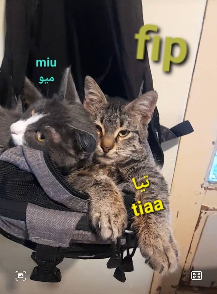 Urgent Help Needed for 2 Cats Fighting FIP campaign photo, 5 of 6