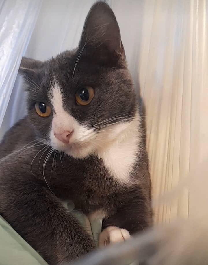 Urgent Help Needed for 2 Cats Fighting FIP campaign photo, 2 of 6