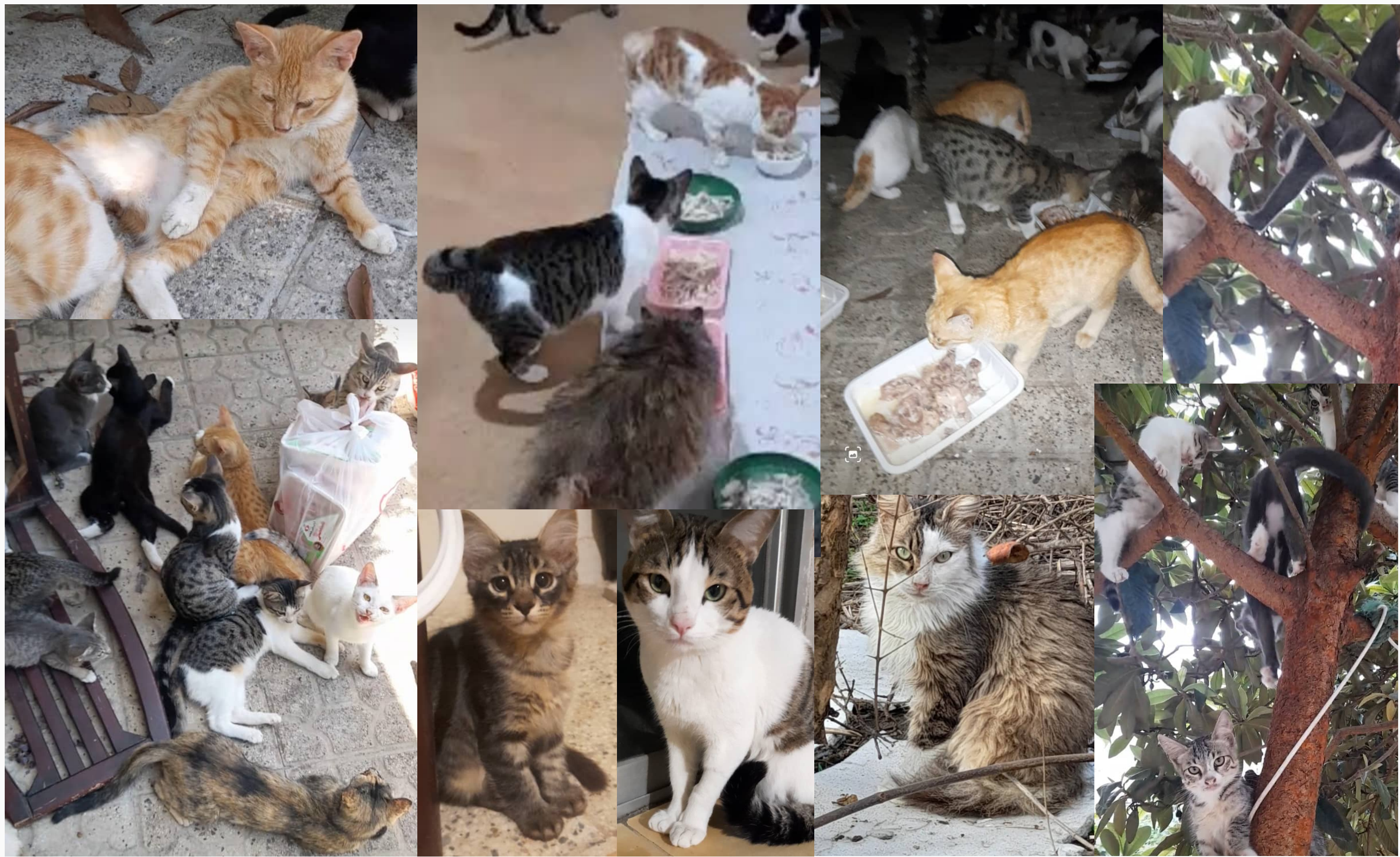Urgent Help Needed for 2 Cats Fighting FIP campaign photo, 4 of 6