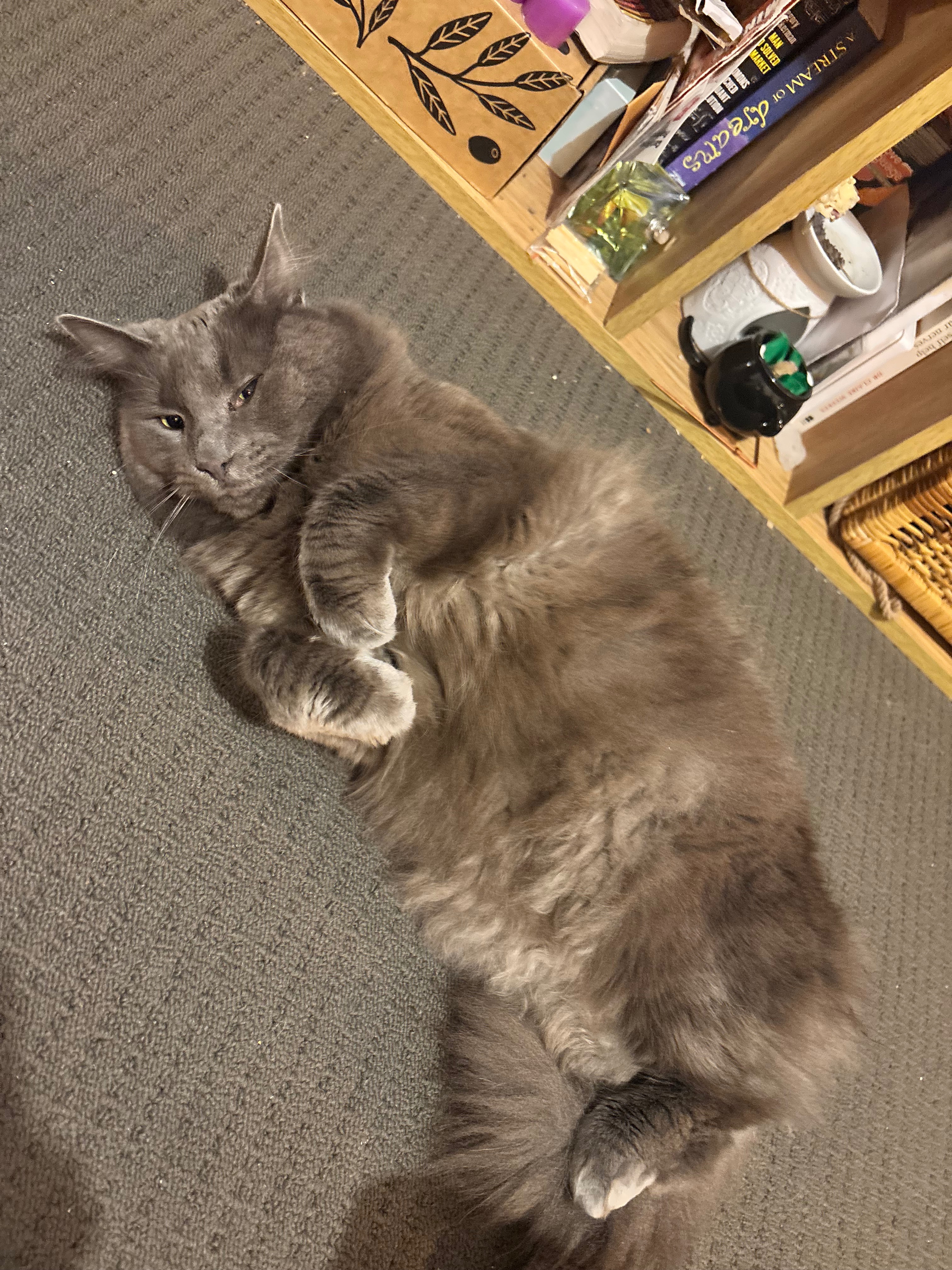 Please help me to afford Bruce’s PU surgery campaign photo, 2 of 7