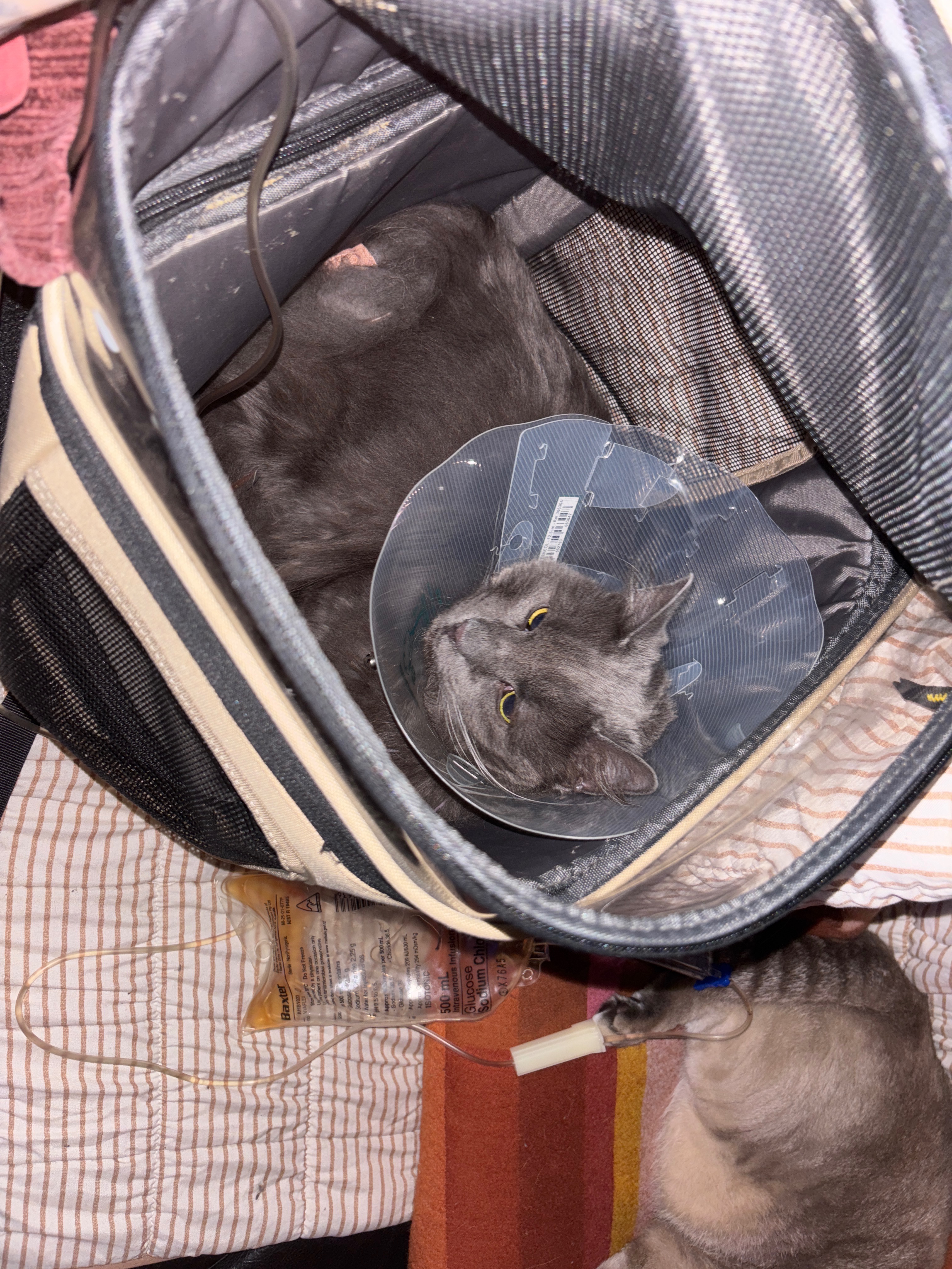 Please help me to afford Bruce’s PU surgery campaign photo, 5 of 7