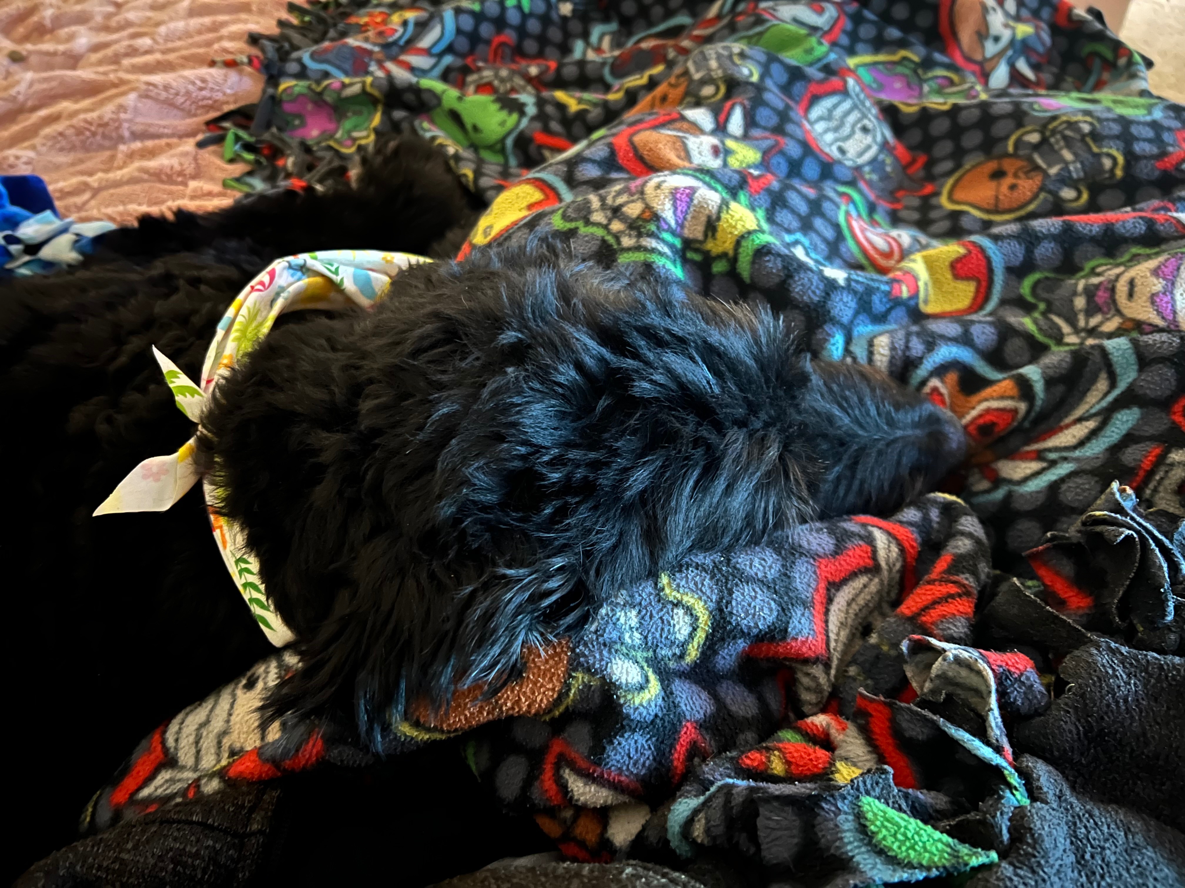 Help with Maxx’s Medical Bill campaign photo, 6 of 7