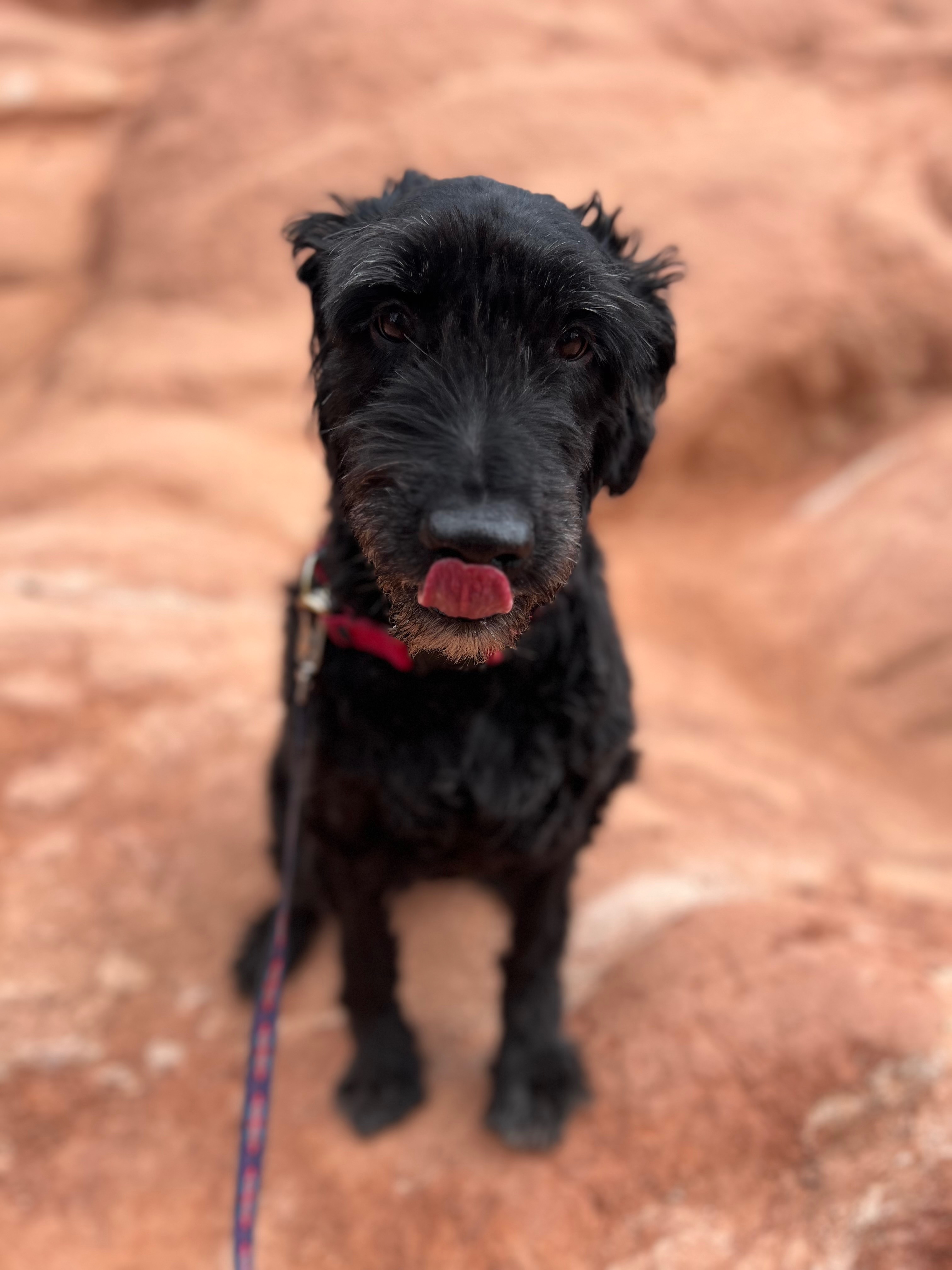 Help with Maxx’s Medical Bill campaign photo, 5 of 7