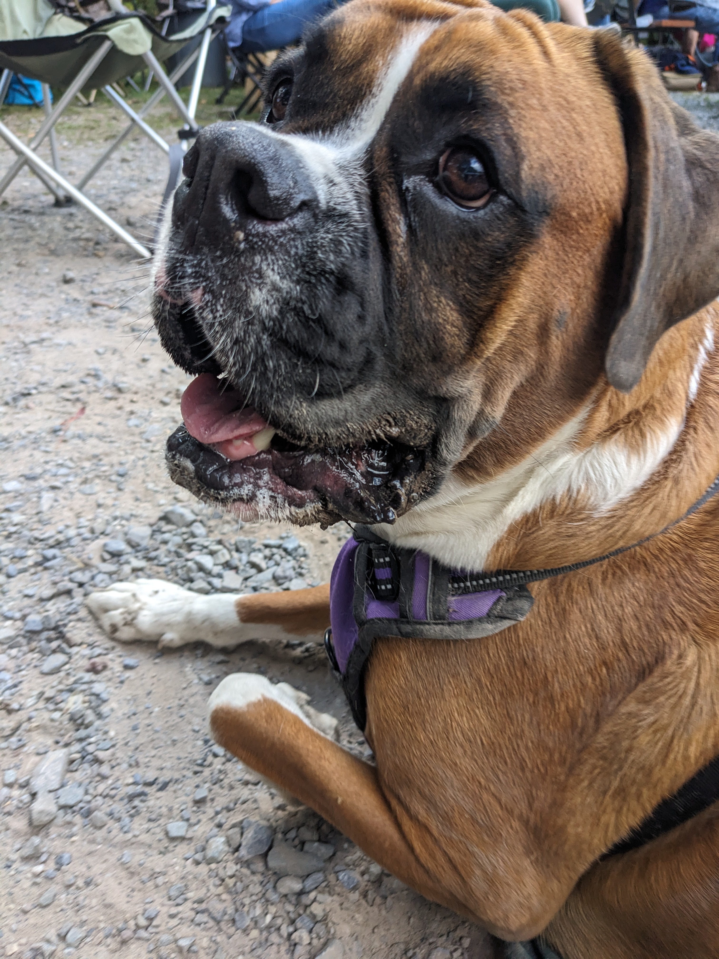 Help Fund Ravioli's Surgery campaign photo, 2 of 8