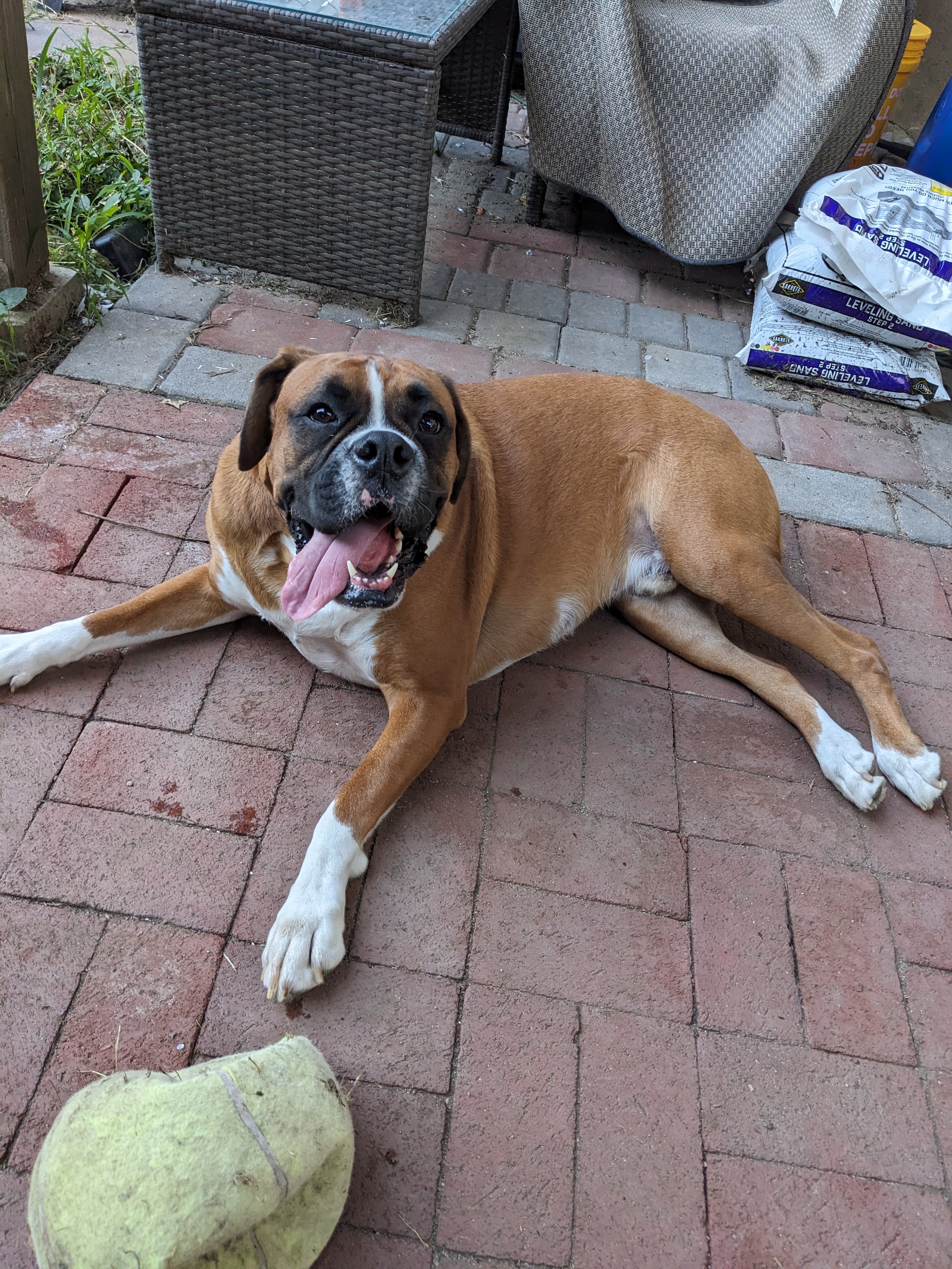 Help Fund Ravioli's Surgery campaign photo, 7 of 8
