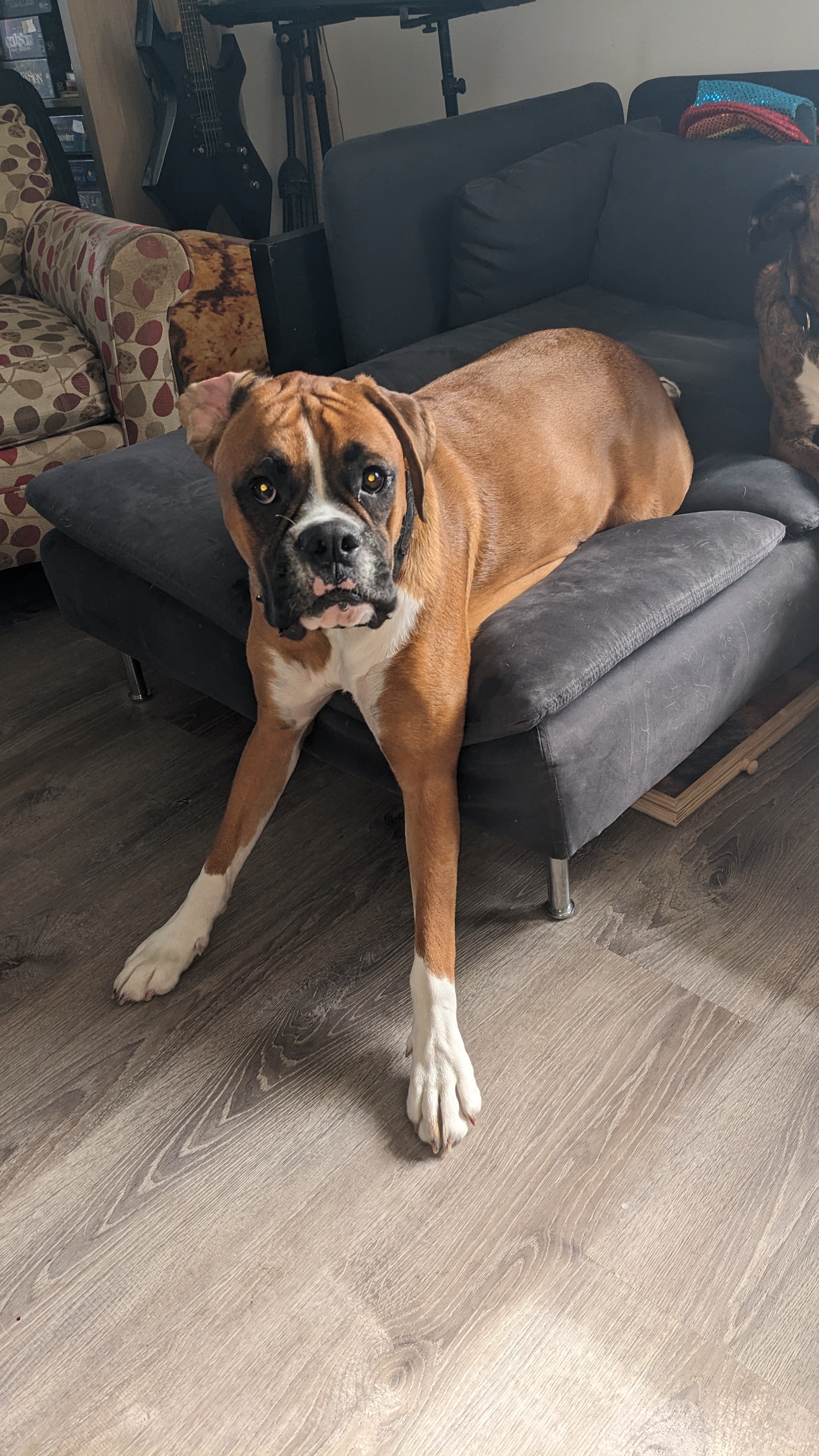 Help Fund Ravioli's Surgery campaign photo, 6 of 8