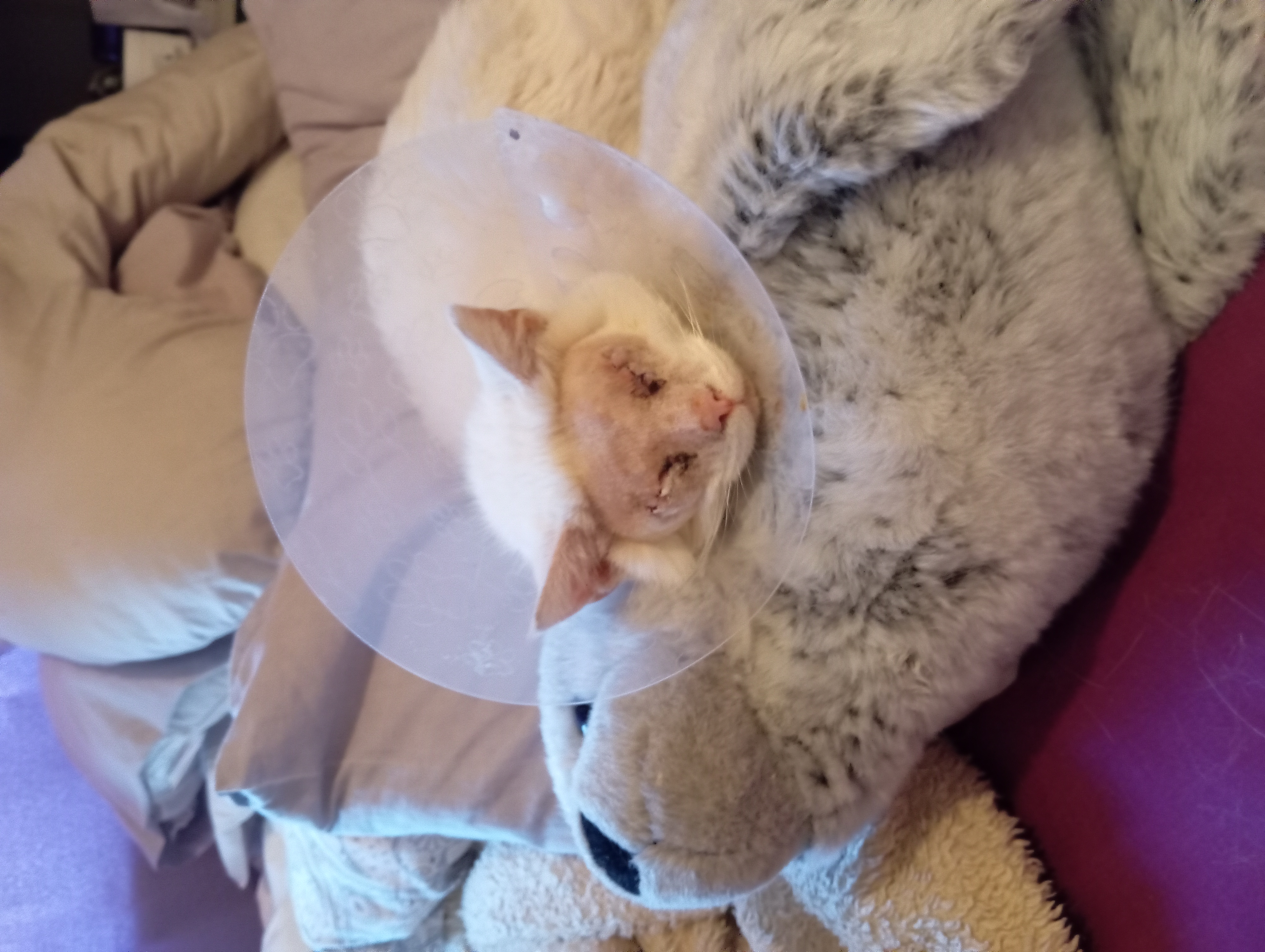 Olaf's double eye removal surgery. campaign photo, 5 of 6