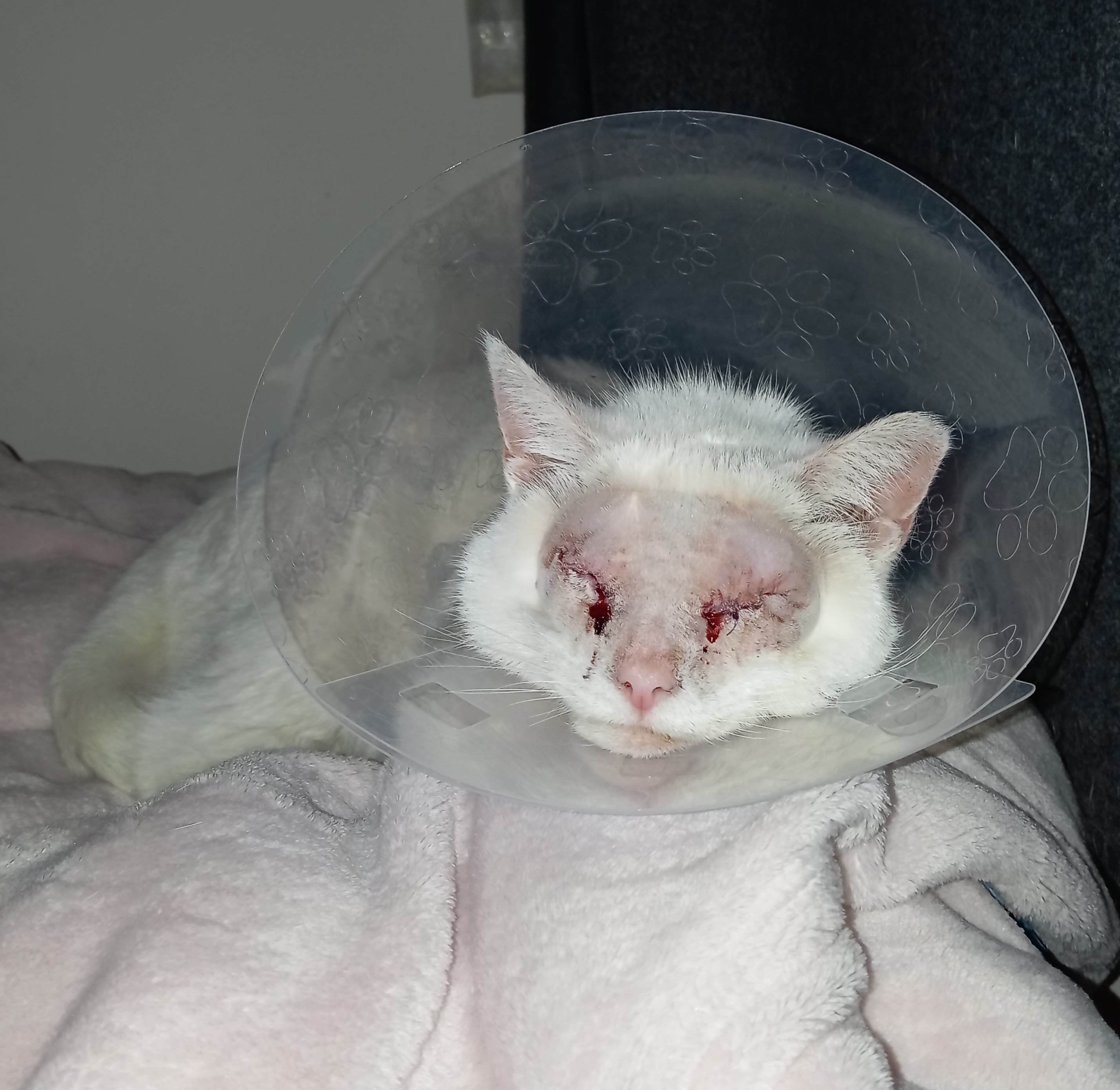 Olaf's double eye removal surgery. campaign photo, 2 of 6